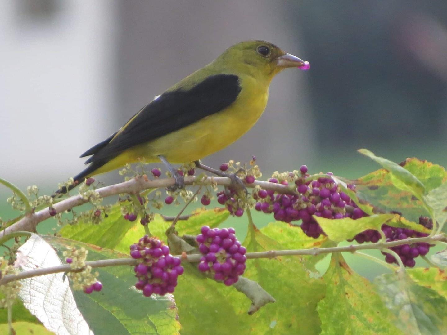 🦅 Calling all birdwatchers! 🍃 From March through May, our forests and wetlands come alive with the songs and colors of migratory birds. 

On March 20 & 21, join us at Chinsegut Conservation Center for the Welcome Back Songbirds Festival, a family-friendly celebration of spring migration. 🌸🐦

Enjoy:
• Guided bird walks with expert naturalists 🚶
• Engaging talks and hands-on workshops 👩‍🏫
• Fun activities for kids to learn about wildlife 🧒

Experience the wonder of nature right here on Florida's Adventure Coast! 🌳

#WelcomeBackSongbirds #FamilyFun #NatureLovers