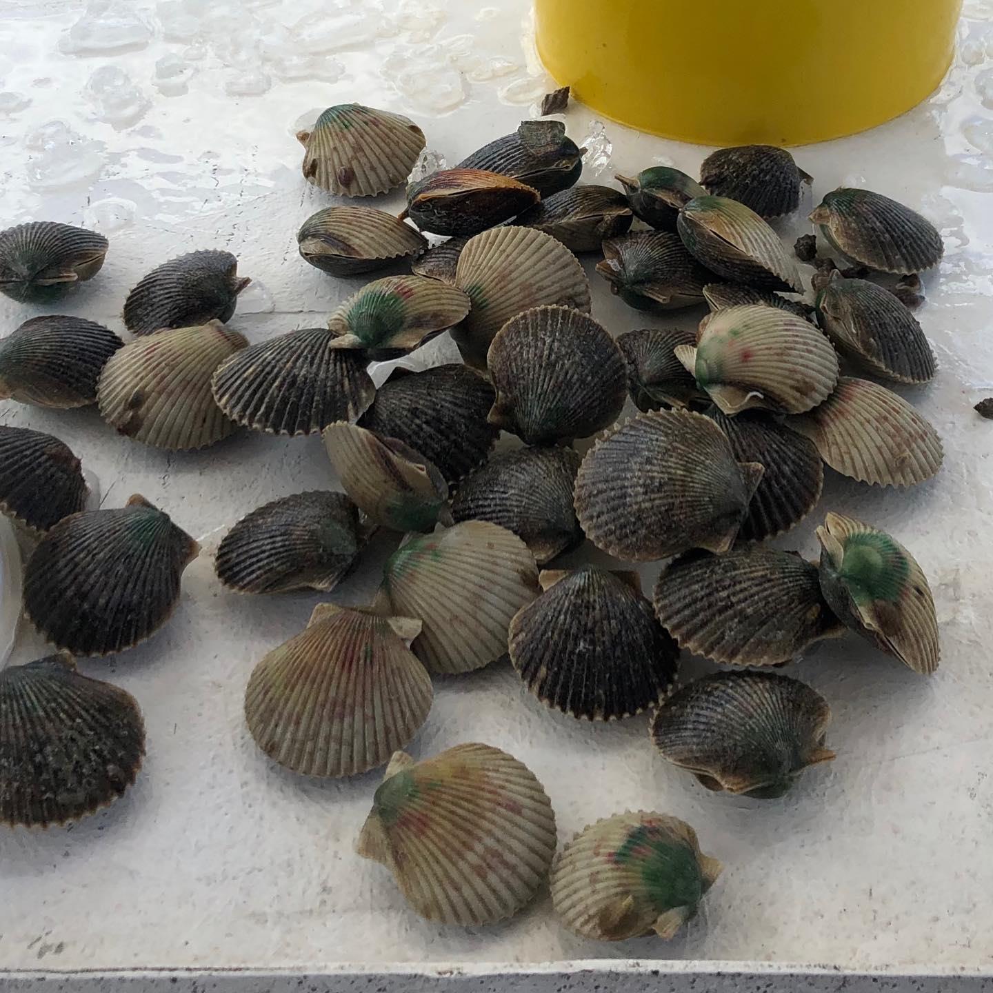There is less than 2 weeks until the 2021 scallop season opens on July 1st. Make sure you book on our website or give Captain Carey a call 352-361-0731
.
.
.
.
#scallops #scallopcharter #ozelloscalloping #crystalriverscalloping #homosassascalloping #southernslamoutfitters #scallopseason2021 #shellfish #fishingflorida #floridafishing