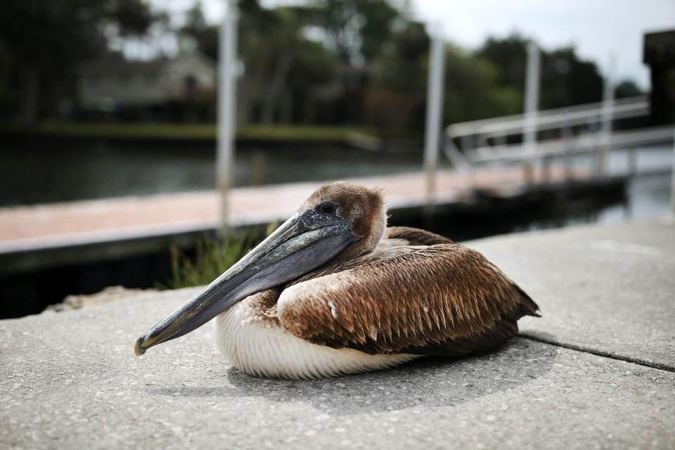 Just sittin' on the edge of the wall. 👀Watching' the fish swim by.🐠⁠
⁠
#marysfishcamp #camp #kayak #canoe #fishing #mullet #weekiwachee #hernandocounty #mudriver #dock #relax #birds #wildlife #family #fun