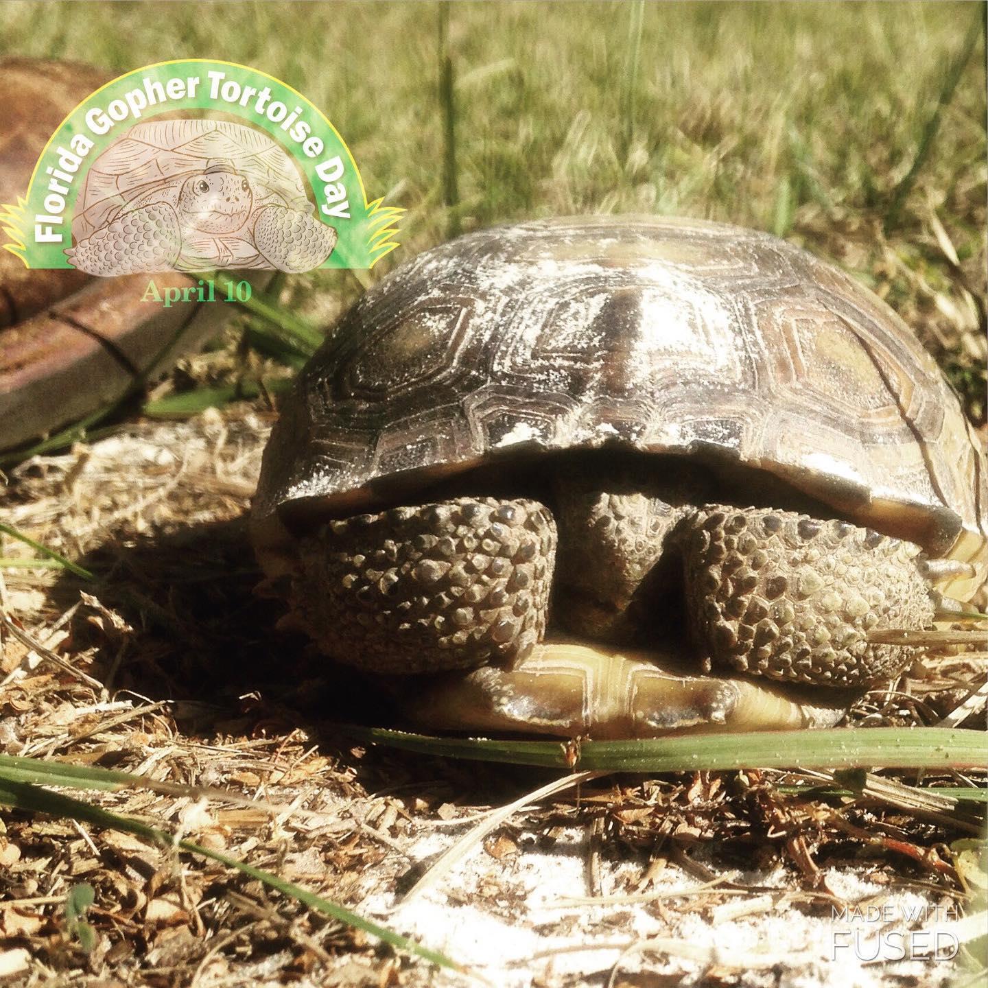 Today is #GopherTortoiseDay! 

This year, you can celebrate gopher tortoises by making your yard tortoise friendly and participating in  MyFWC Florida Fish and Wildlife's new recognition program. ⬇⬇⬇

MyFWC.com/gophertortoise 

#gophertortoiseday #eslhernando #gophertortoise #floridawildlife #myfwc