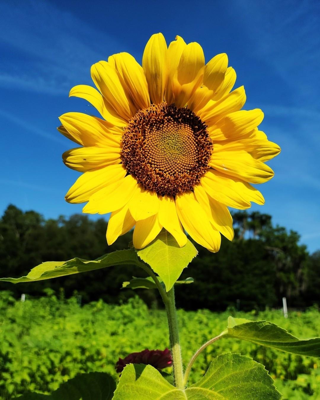 Happy Mother's Day from #FLAdventureCoast!⁠
⁠
📸: @thegoldteamremax⁠
📍: @harvestmoon_funfarm⁠
⁠
⁠
⁠
.⁠
.⁠
.⁠
#Brooksville #WeekiWachee #HernandoCounty #ThisIsHernando #Harvestmoon #floridafarm #upick #Sunflower #sunflowermaze #floridalife #ruralflorida #springhill #springhillflorida #lovefl #floridastateofmind #tampabayarea #harvestmoonfunfarm #BrooksvilleFL