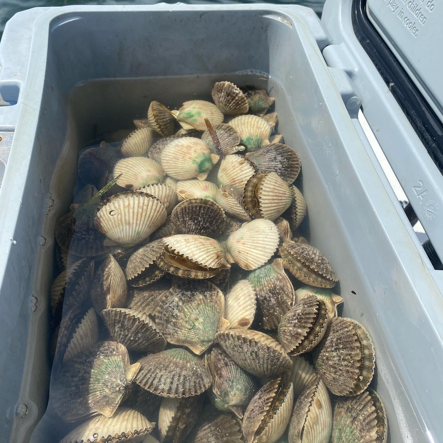 There are still plenty of scallops in Homosassa so make sure don’t wait until it’s too late to book a charter!
.
.
.
.
#homosassascalloping #scallops #scallopcharter #floridafishing #southernslamoutfitters #ozelloscalloping #ozello #fishing #scalloping2021 #limits