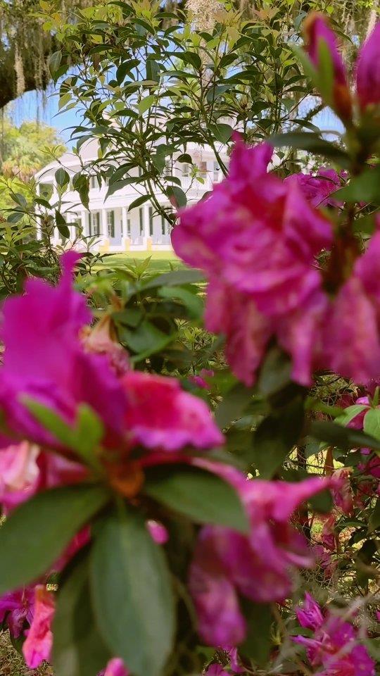 Nothing says Spring in Florida like the azaleas in full bloom 🌺

Have you explored the grounds at Chinsegut Hill Retreat  or visited the historic Manor House yet?

📍 22495 Chinsegut Hill Rd, Brooksville, FL
www.chinseguthillretreat.com

#FLAdventureCoast #brooksville #florida #floridavacation #oldflorida #hernandocounty #LoveFL #floridaliving #travel #centralflorida