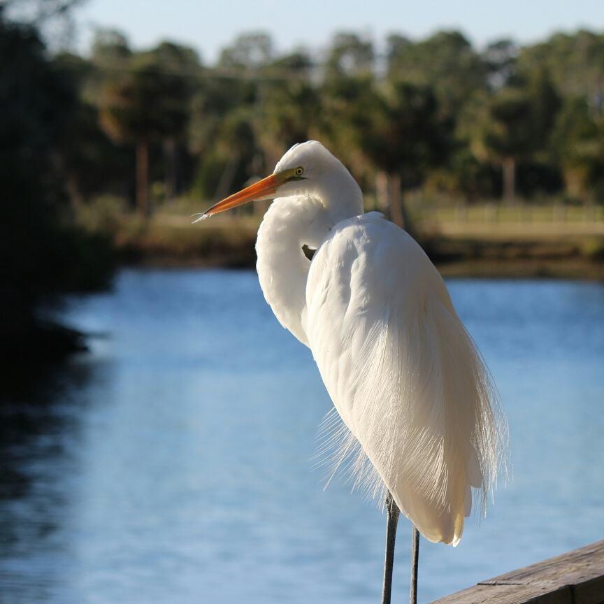 Nature lovers, I believe this is a #greatwhiteegret 
Photos taken in January, in Florida

Sharing for #NatureLoveTuesday
 Thanks to lovely ladies Dee cottagecomforts for thinking of me and for hosting this fun hashtag with Lynne lakeandforests
Would sweet friends michelelsmith or juliebramwell have time to share?