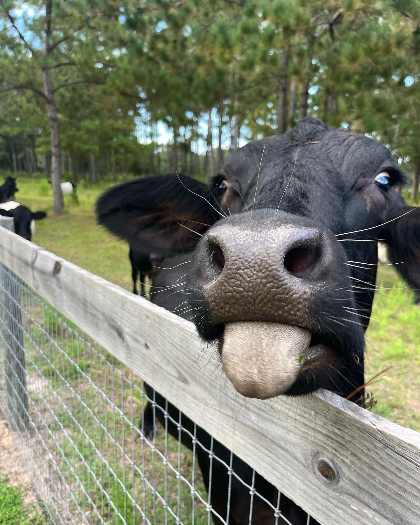 Have a great Sunday ✌🏻 😎
#farmlife #farmofdreamsflorida #moo