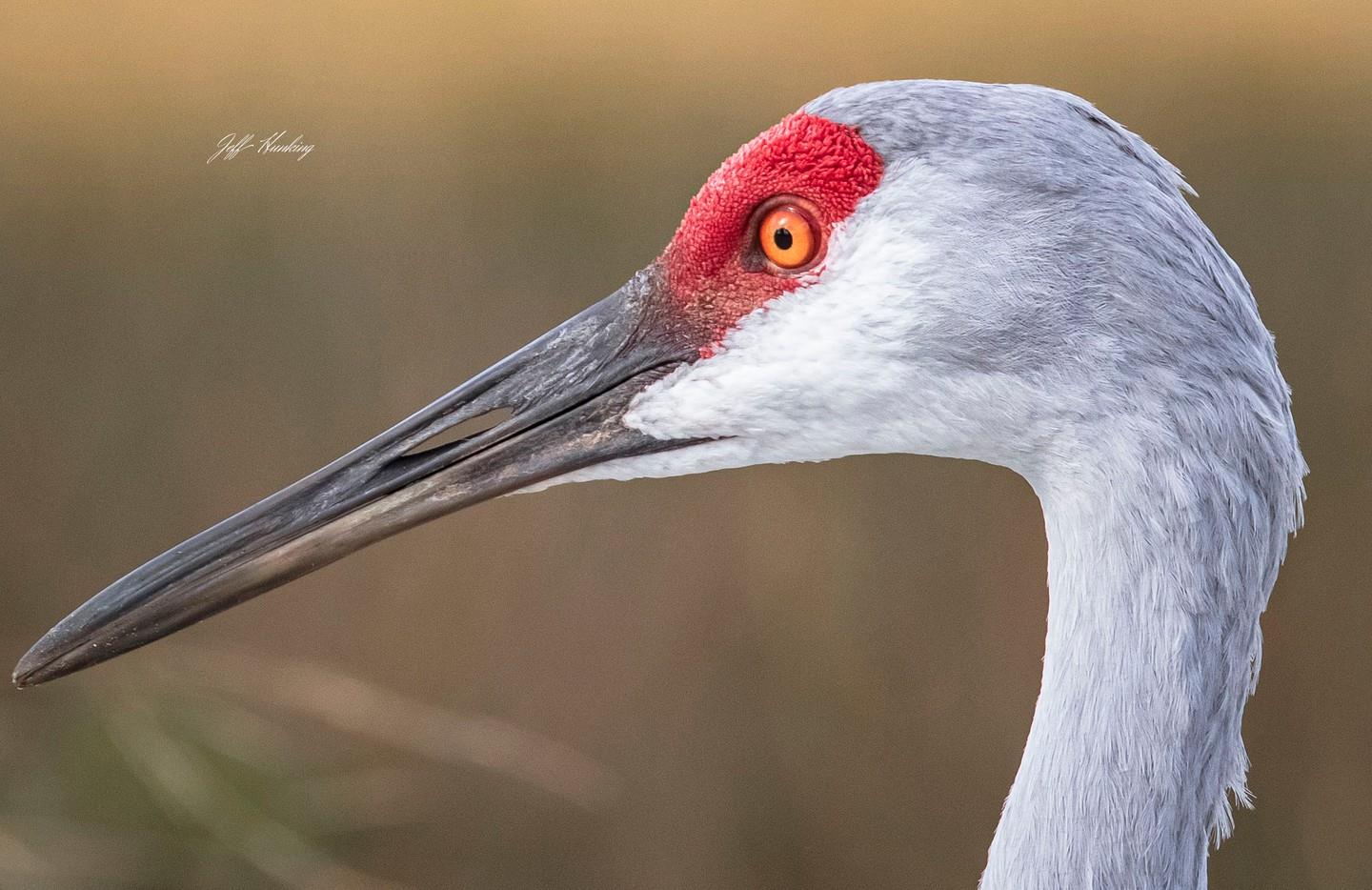 A close up of a sandhill crane. Oct. 2019. #hernandobeach #florida #sandhillcranesofinstagram #sandhillcrane #cranesofinstagram #birdsofinstagram #birdphotographer #birdphotography #naturephotographer #naturephotography #wildlifephotographer #wildlifephotography #canonphotography #canon7dmarkii #canon7dmk2 #canon7dmkii #canon100400ii