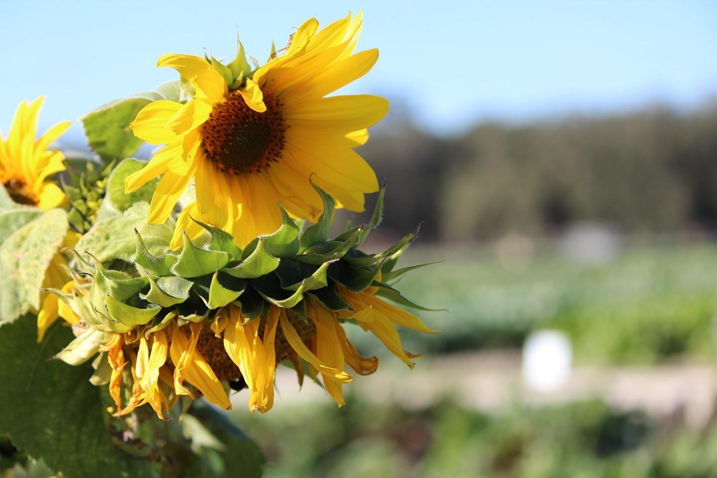 To our friends near and far, have a bright and happy Easter!⁠
⁠
Image: Sunflowers in bloom, Brooksville, FL⁠
⁠
⁠
⁠
.⁠
.⁠
.⁠
#FLAdventurecoast #Brooksville #weekiwachee #hernandocounty #springhill #springhillflorida #brooksvillefl #floridafarm #HappyEaster #Easterinflorida #sunflower #sunflowerseason #upick #farm #floridalife #adventurecoast #tampa #orlando #florida #pasco #portrichey