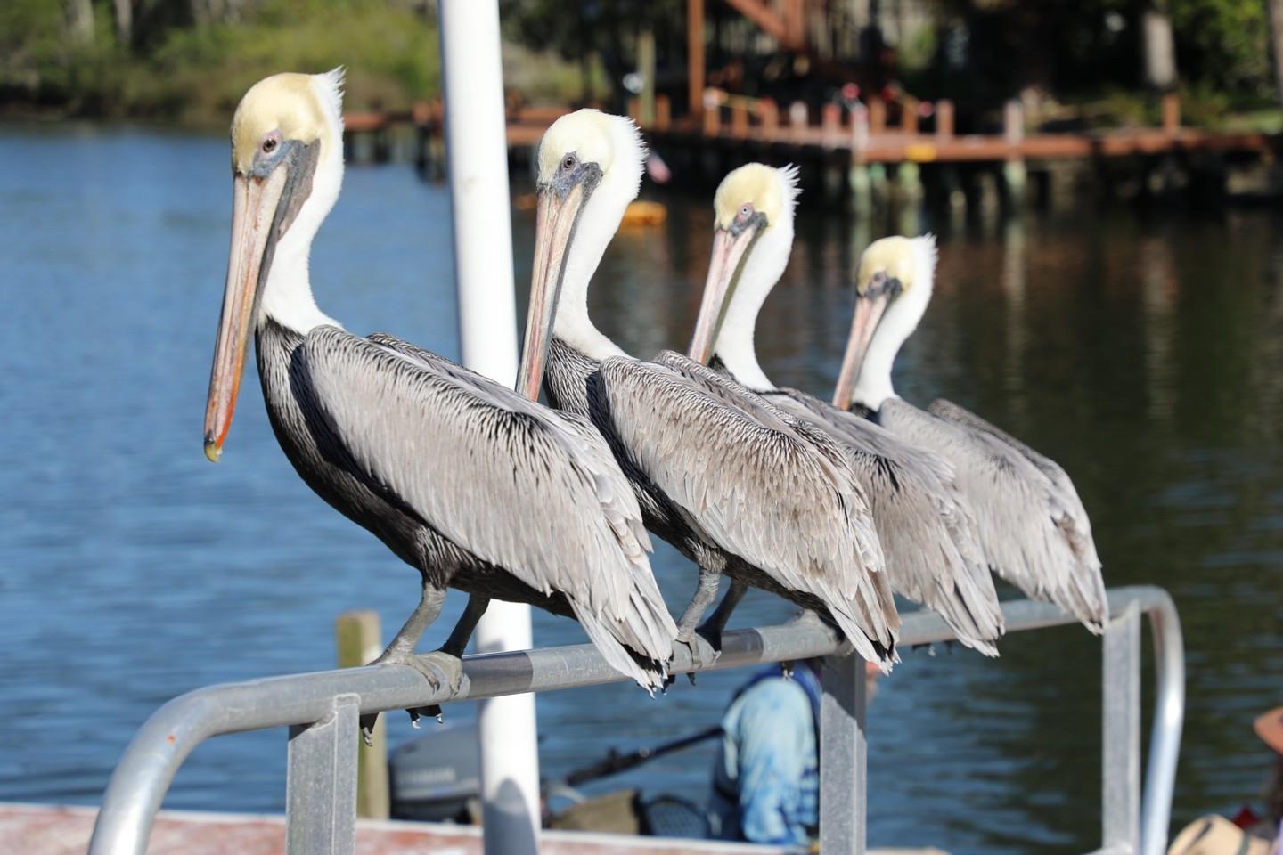 Everybody is looking for fish 🐟here. ⁠
⁠
#marysfishcamp #floridacracker #camping #family #kayak #canoe #fun #outdoors #weekiwachee #hernandocounty #cabin #fish #pelicans #water