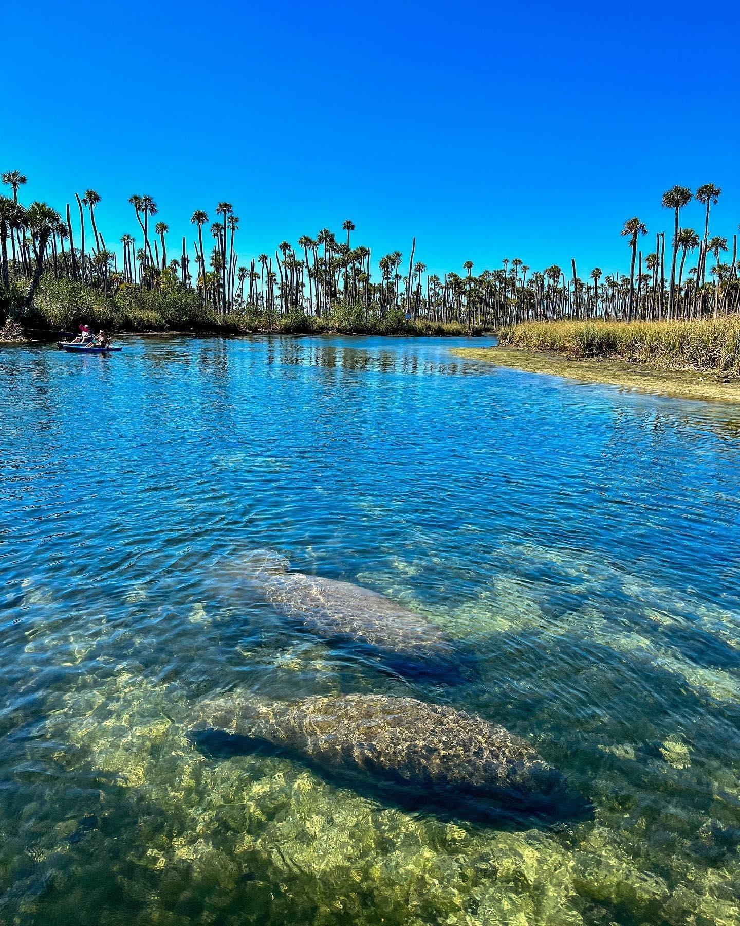 Florida's Adventure Coast is an oasis and home to so much aquatic life! Slow down and enjoy the ride. ⁠
⁠
📸: @getupandgoweekiwachee ⁠
⁠
.⁠
⁠
.⁠
⁠
.⁠
#FLAdventureCoast #WeekiWachee #weekiwacheesprings #florida #manatees #floridawildlife #naturecoast #exploreflorida #sunshinestate #floridatravel #hernandocounty