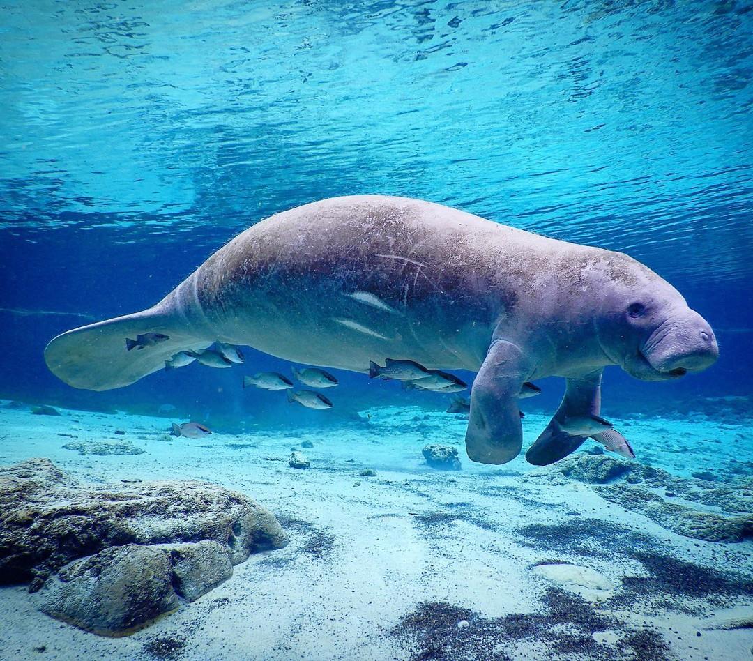 Happy #ManateeMonday! This 'seacow' was seen with a group of mangrove snapper in Weeki Wachee.⁠
⁠
📷: amazing capture by @been_ellis⁠
⁠
⁠
⁠
#FLAdventureCoast⁠
#WeekiWachee⁠
#weekiwacheesprings⁠
#florida⁠
#lovefl⁠
#manatee⁠
#seacow⁠
#hernandocounty⁠
#adventurecoast⁠
#motivationalmonday