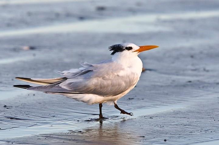 Go birding on the beach this August 6th on #FLAdventureCoast, Brooksville - Weeki Wachee! 🌴🦅🌊

Beginning at 9am on August 6th, join the staff at Chinsegut Conservation Center as they host their final birding photography field trip at Alfred McKethan Park (aka Pine Island Beach). Located at the end of Pine Island Drive, this 9-acre beach park is one of 8 spots in #HernandoCounty listed on the Great Florida Birding and Wildlife Trail. Keep an eye out for gulls and terns, as well as dolphin and manatee sightings!

Birding Photography Field Trip: Pine Island Park 
📍: 10800 Pine Island Dr, Spring Hill
☎️: 352-754-6722
.
.
.
#florida #thisishernando #weekiwachee #floridabirding #pineisland #hernandobeach #floridaphotography #wildflorida #flsaltlife #sunshinestate #visitflorida