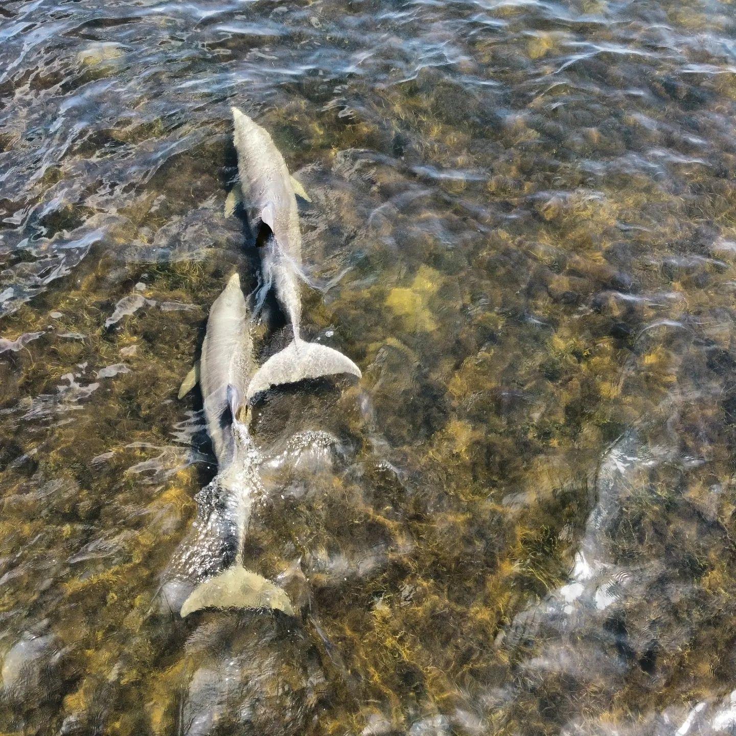 Want to see dolphins on Florida's Adventure Coast?⁠
⁠
Your best bet for sightings is at our local coastal parks, like Bayport Park & Fishing Pier, Jenkins Creek, and Pine Island Beach Park. They're even known to make appearances on the Weeki Wachee River from time to time!⁠
⁠
📸: @waxy_productions⁠
📍: Pine Island, Hernando Beach⁠
.⁠
.⁠
.⁠
#FLAdventureCoast #weekiwachee #brooksville #florida #hernandobeach #lovefl #dolphins #dolphinsighting #naturecoast #floridawildlife #explorida #gulfofmexico #sunshinestate #floridalife #flsaltlife