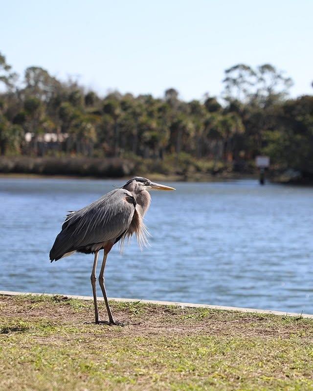 Established in 1946, this fish camp is well known for its 275-foot seawall and remains an 'old Florida' favorite! 🎣

Discover this little piece of fishing heaven, including camping, cabins and kayak rentals. 🚣‍♂️ You'll also find @getupandgoweekiwachee and @bayportairboattours located here.

📍 @marysfishcamp_ near #Bayport and #WeekiWachee, FL 

.
.
.
#Florida #fladventurecoast #fishcamp #fishingtrip #saltlife #lovefl #weekiwacheesprings #hernandobeach #oldflorida #floridalife