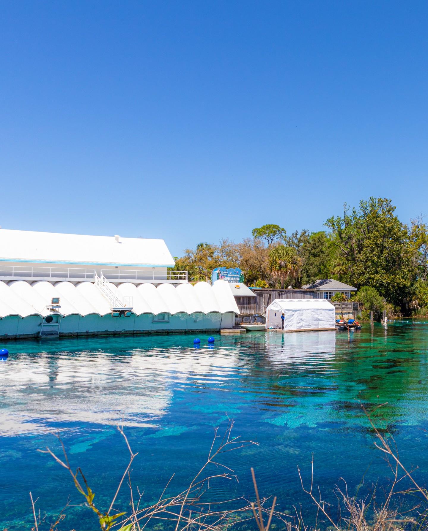 This is the head spring of Weeki Wachee Springs State Park, the magical spot where the world-famous mermaids perform daily! 🧜‍♀️✨

At its center, the spring is 45 feet deep, offering the perfect underwater stage for our legendary mermaids. Surrounded by crystal-clear water and natural beauty, it’s a show like no other!

📅 Plan your visit and experience the wonder of Weeki Wachee for yourself.
