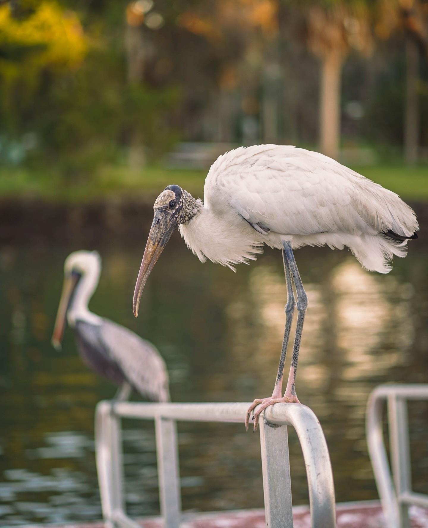 🌊 Dive into the untamed beauty of Florida's Adventure Coast! 🌴⁠
⁠
We are truly lucky to be surrounded by wildlife here on #FLAdventureCoast! Can you name these two coastal birds?⁠
⁠
Discover the hidden wonders that Florida's Adventure Coast holds—where nature thrives and surprises await at every turn. 🌿🌊⁠
⁠
📷: @emilybarr_fcp⁠
⁠
#wildlifewednesday #florida #lovefl #weekiwachee #hernandobeach #hernandocounty #floridawildlife