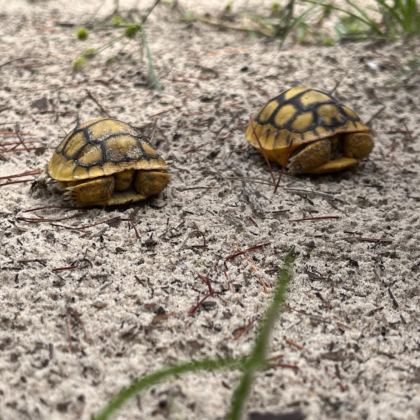 Happy Gopher Tortoise Day! 🐢

Celebrated to help shine a spotlight on this threatened native tortoise species. Most importantly they are a keystone species, meaning they have a significant impact on the ecosystem and their surrounding environment. Their burrows are used by many other species as well such as eastern indigo snakes, gopher frogs and Florida mice! 
 
Gopher tortoises and their burrows are luckily a plentiful sight in all five of our preserves! Additionally, we are working hard to reestablish native habitat in Lake Townsen Preserve to become a gopher tortoise recipient site through FWC. 
#gophertortoiseday #eslhernando #hernandocounty #gophertortoise