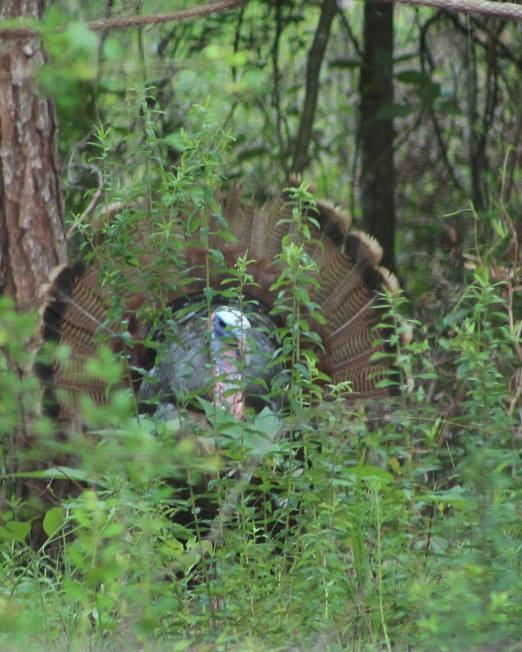 Happy Thanksgiving from Florida's Adventure Coast! 🦃🍂🍁

Ready to enjoy a weekend of great music and food? Gather with friends and family at the Thanksgiving Bluegrass Festival, starting today at Florida Sand Music Ranch! For more info, visit https://fb.me/e/1br5Ur1kD

#FLAdventureCoast #Brooksville #WeekiWachee #hernandocounty #bluegrass #bluegrassfestival #brooksvillefl #dadecity #florida #floridamusic