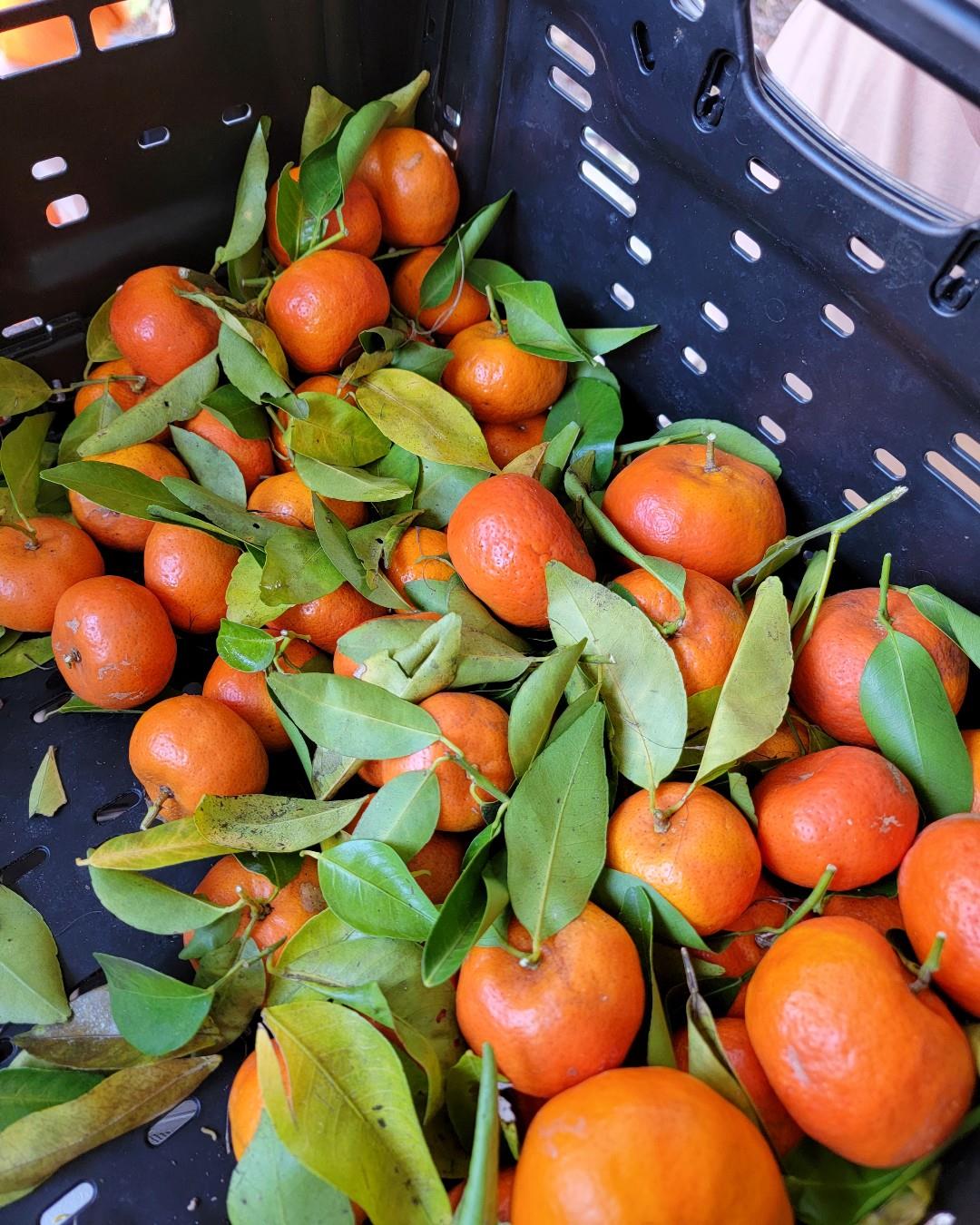🍊 A beloved Florida tradition is back!

The Brooksville Tangerine Festival returns on February 7, bringing citrus pride, classic cars, local art, and small-town charm to historic Brooksville. From family-friendly fun to hometown flavors, this longtime festival is a celebration of community you won’t want to miss.

⬆️ Link in bio to plan your visit to this charming local event. ✨ 

#FLAdventureCoast #Florida #Brooksville #FloridaTravel #Tangerines