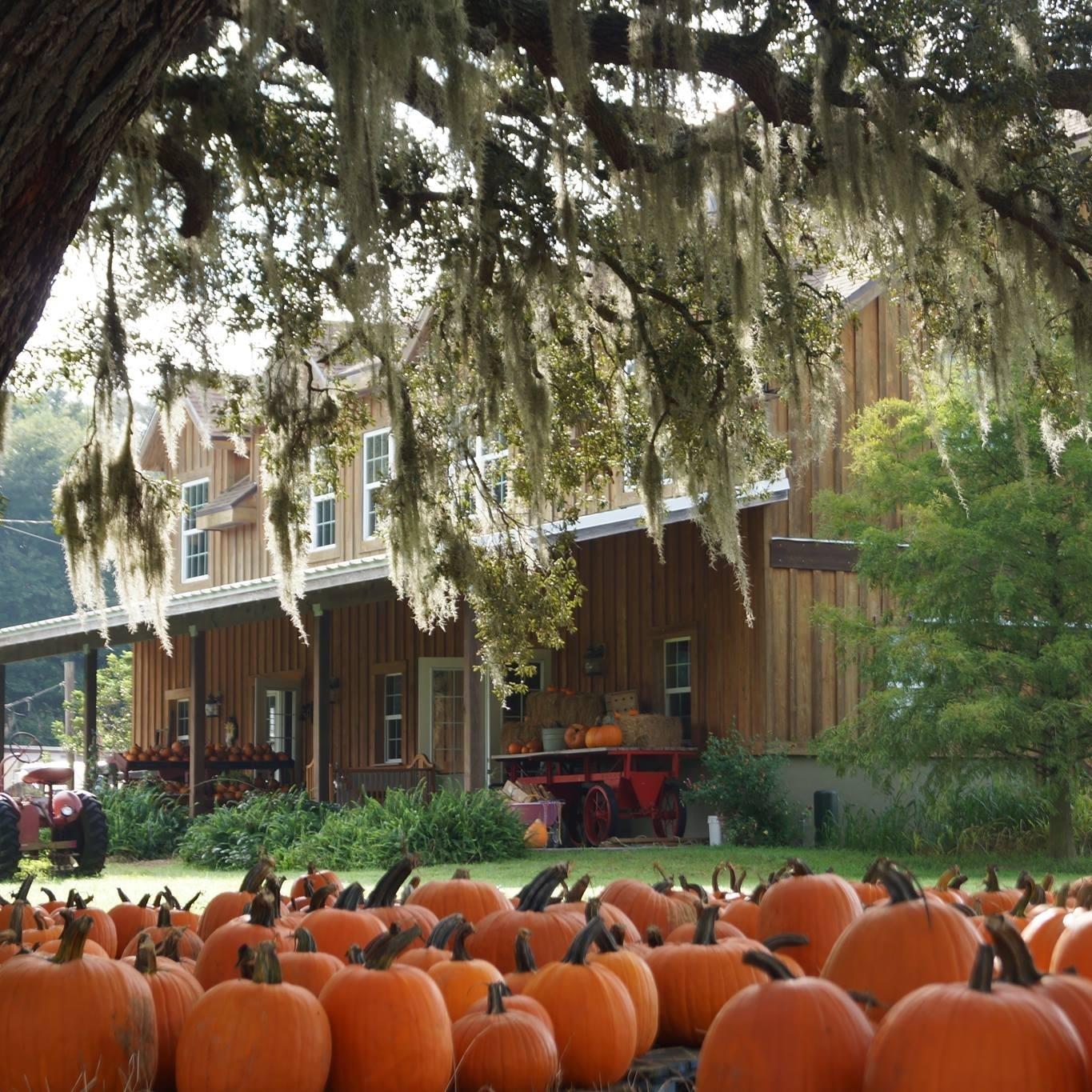 Get ready for Fall days on the farm! 🍂🌽⁠
⁠
✨ Sweetfields Farm is the first of many Fall festivals happening on Florida's Adventure Coast, with corn mazes and fun farm activities for all ages! Plan your visit by booking ahead ➡️@sweetfieldsfarm⁠
⁠
🎃 Find more upcoming corn mazes, Fall festivals, spooky ghost tours and more at the link in our bio.⁠
⁠
#FLAdventureCoast #Brooksville #WeekIWachee #HernandoCounty #florida #fall #fallinflorida #farmlife #cornmaze #centralflorida #tampabayarea #loveFL #sunshinestate