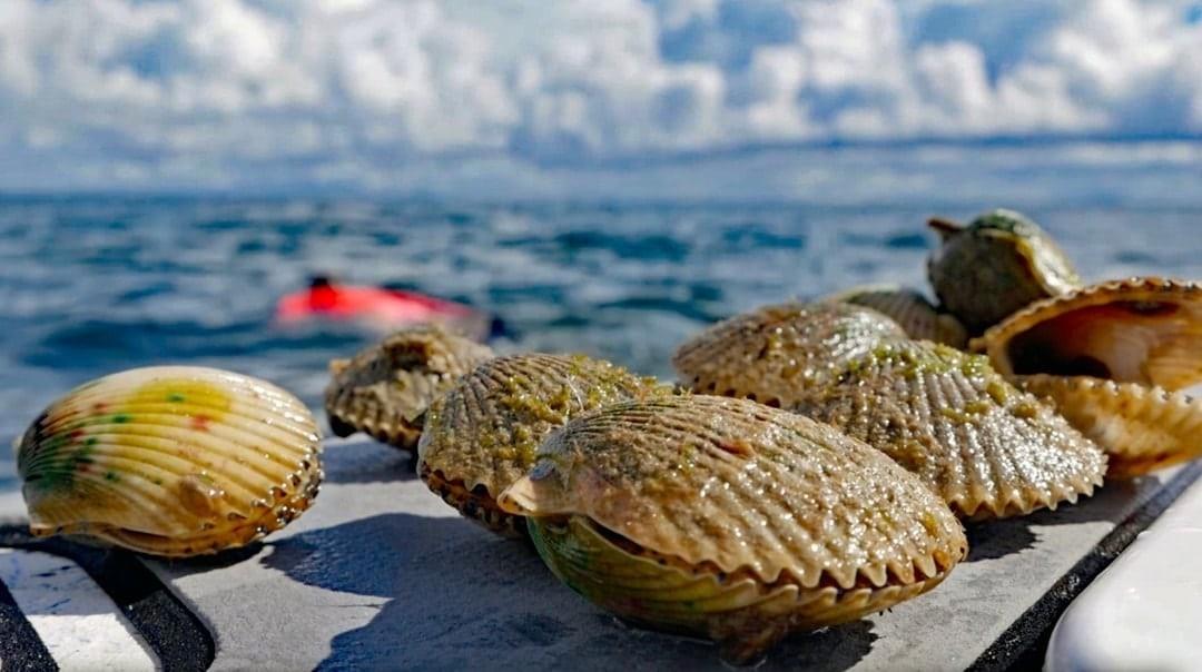 A fun and relaxing activity for kids and adults alike, scalloping is like an underwater treasure hunt! 🌊🤿⁠
⁠
Learn all about scalloping and make your plans for this awesome Summer activity on #FLAdventureCoast: Link in bio for more info. ✨️⁠
⁠
.⁠
⁠
.⁠
⁠
.⁠
⁠
#Florida #Scalloping #ScallopSeason #LoveFL #FloridaTravel #Vacation #FloridaSummer #HernandoCounty #WeekiWachee