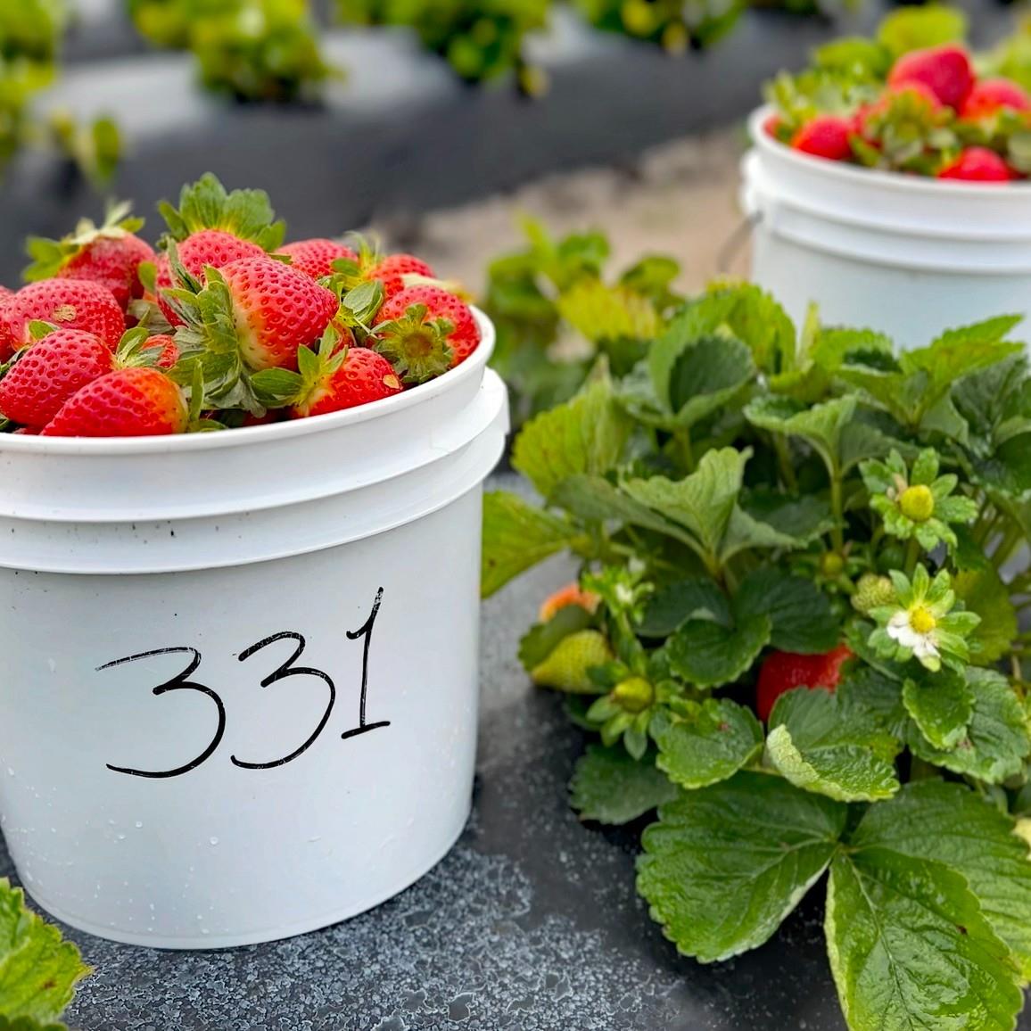 Strawberries and sunshine...the perfect combo! ☀️🍓

Happy #NationalStrawberryDay from Florida's Adventure Coast! 

📍 @jgranchbrooksville
Located in Brooksville, JG Ranch is you one-stop-shop for strawberry u-picking and all your farm-to-table goodies.
Open Thursday - Sunday 9am-4pm, weather permitting
17200 Wiscon Road, Brooksville
352-799-0556

#floridasadventurecoast #brooksville #weekiwachee #hernandocounty #florida #strawberries #upick #floridafarm #floridatravel #naturecoast