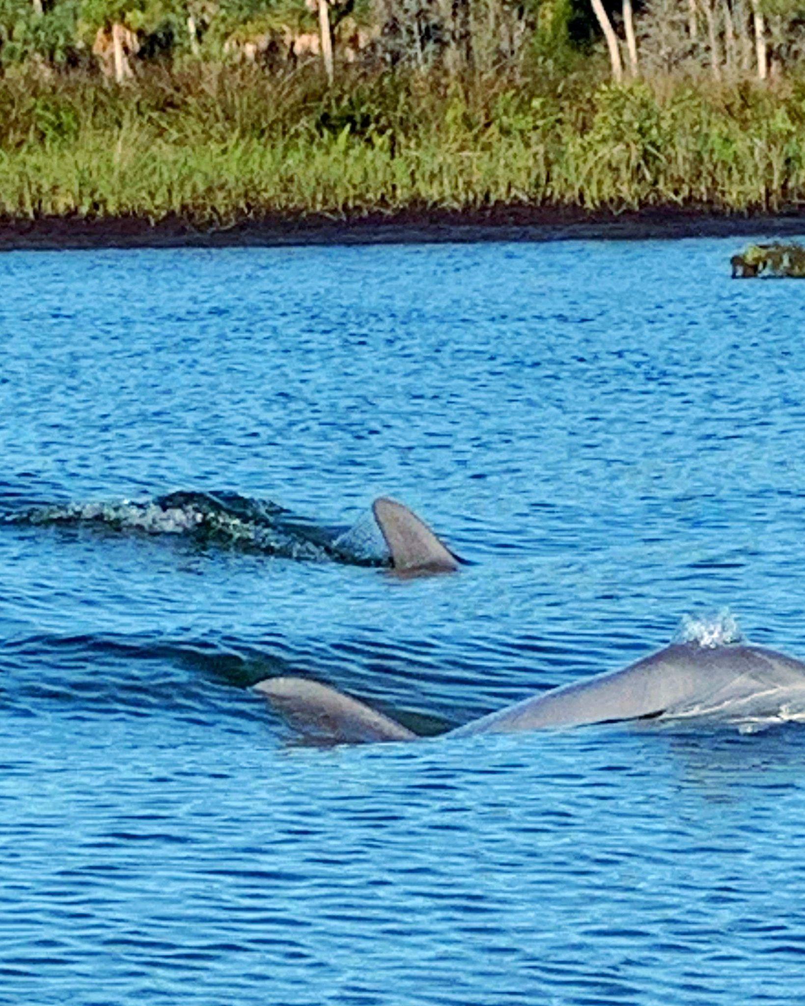 From your kayak, canoe or paddleboard, immerse yourself in a tidal estuary where freshwater from springs and rivers flows out into the Gulf of Mexico. 🌊☀️

Dubbed “the nursery of the sea,” this habitat offers a prime opportunity for wildlife spotting 🐬🦅 

➡️ https://floridasadventurecoast.com/paddle-through-a-coastal-adventure/

📸 @getupandgoweekiwachee

#FLAdventureCoast #WeekiWachee #kayaking #floridatravel #animalovers #traveltips #loveflorida #hernandobeach #tampabayarea #funinflorida