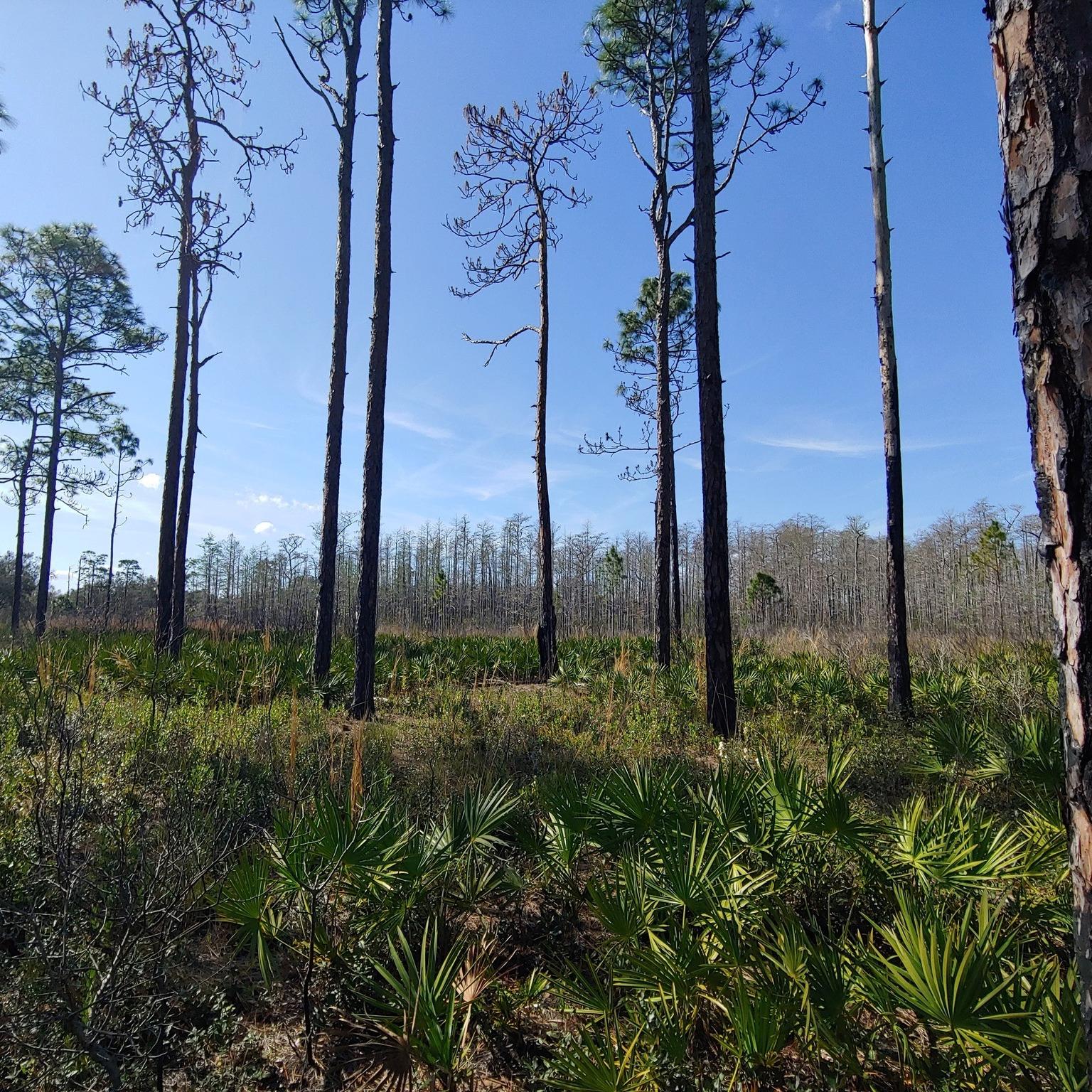 Whether you want to explore coastal habitats, the sandhill forests, or the cypress domes, you’ll find a trail that suits your interests and abilities. 🍃

Here are some of the best spots for a short hike on #FLAdventureCoast: 
1. The Chassahowitzka Wildlife Management Area
2. Chinsegut Conservation Center Tract
3. Nature Coast Botanical Gardens
4. Weekiwachee Preserve
5. McKethan Lake Day Use Area

How many of the parks and preserves have you visited?

#Brooksville #brooksvillefl #weekiwachee #weekiwacheesprings #hernandocounty #thisishernando #loveFL #florida #floridahikes #floridaoutdoors