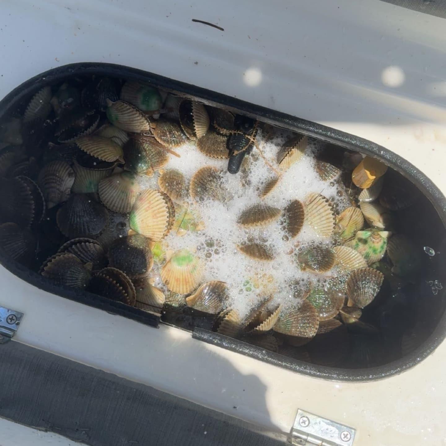 We took the kids to do some Scalloping. Had Fun, Got Limits, Ate Good ! Give us a call to get in on the action (352)200-1960 www.lightlinesgoodtimes.com