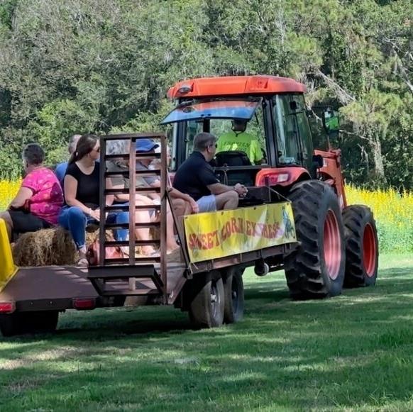 Fall for festivals and family fun this October, from spooky hauntings to corn mazes, mermaids and more. 🎃🍂⁠
⁠
Can you guess where these photos were taken?⁠
⁠
🌟 Click the link in our bio to find all the events coming up this Fall season on #FLAdventureCoast⁠
⁠
#fallinflorida #brooksville #weekiwachee #hernandocounty #frazierfarm #sweetfieldsfarm #brooksvillefl #hauntedflorida #tampabayarea