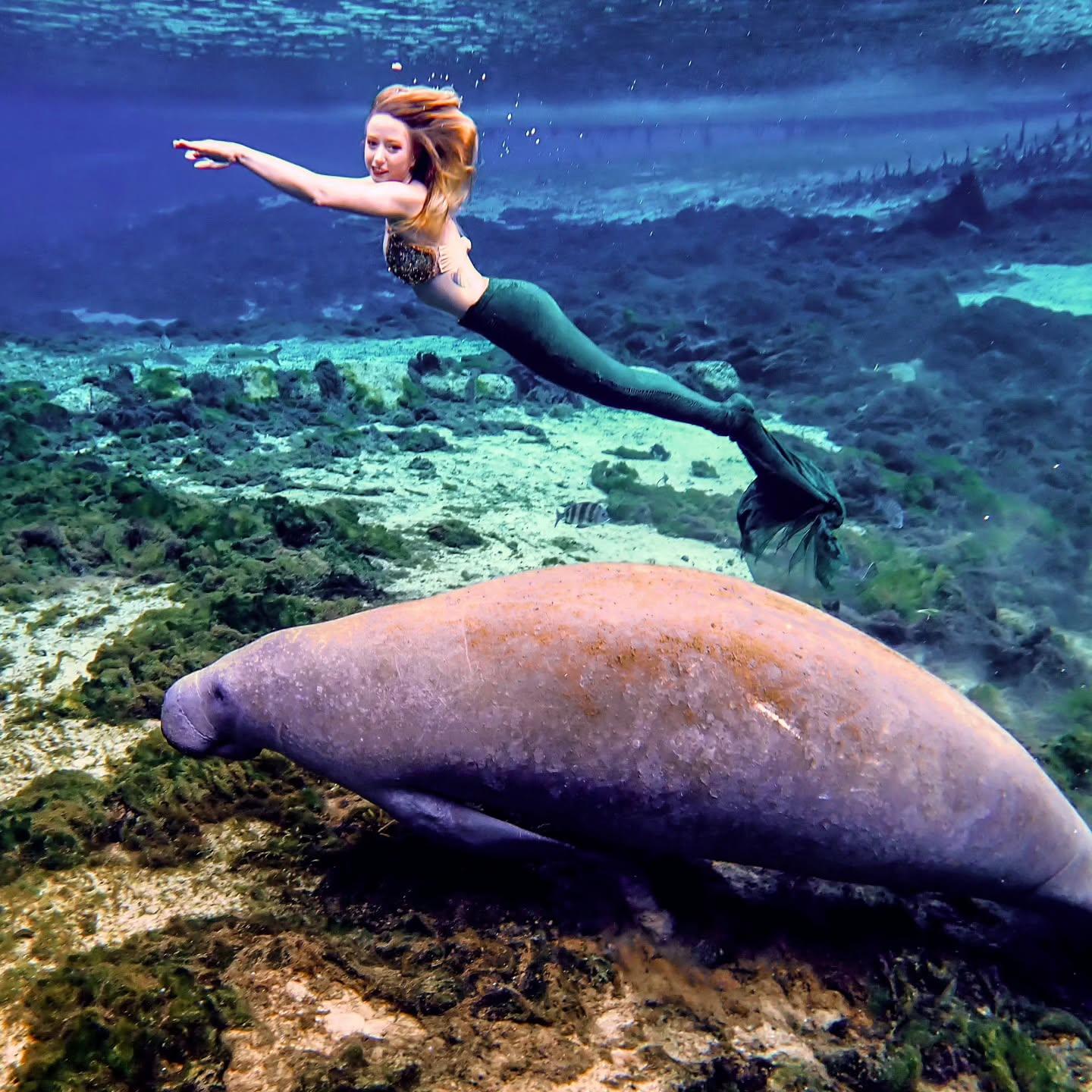 Happy #ManateeAppreciationDay! 🌊 From time to time these OG sirens are a show-stealer at Weeki Wachee Springs, and the mermaids do not mind one bit! 🧜‍♀️

👉 Ready to spot Manatees this spring? Help protect them with these tips from FWC Fish and Wildlife Research Institute:

🔹 Go slow and look out below! Sport some polarized sunglasses to reduce glare (and increase your cool factor). Shades and a slow speed will help you better spot manatees, other wildlife and even other people in the water. 

🔹 Bring a buddy! Friends or family can be the designated lookout for manatees and other wildlife. Pro-tip: have them scan for sea cow snouts and manatee “footprints” – circular patterns on the water’s surface. 

🔹 Know your zones! From April 1 – Nov. 15, seasonal manatee zones require boaters to slow down in designated areas to prevent collisions with manatees. 
🔹 Boat on! More manatee-friendly tips: https://myfwc.com/.../7327/boaters-guide-living-manatees.pdf 

If you spot an injured, entangled, orphaned or dead manatee, please report it as soon as possible to our Wildlife Alert Hotline: 888-404-FWCC (3922).

#FLAdventureCoast #WeekiWacheeSprings #weekiwachee #manatees #mermaid #florida #wildflorida #lovefl #wanderlust