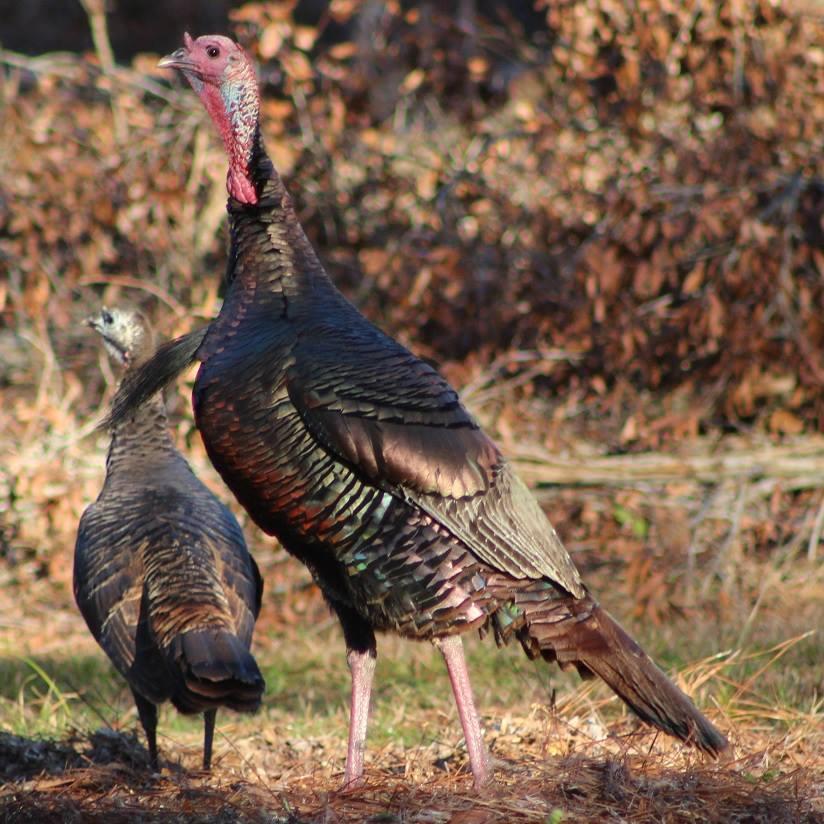 Grateful for the simple joys: sunshine, good company, and the natural beauty make Florida's Adventure Coast so special. From our table to yours, Happy Thanksgiving!

Photos 📸: 
🦃 Turkey spotted at Chinsegut Conservation Center,
🎸 Thanksgiving Bluegrass Festival at Florida Sand Music Ranch, and
🛶 Turkey Paddle winners with @weeki_adventures 

#FloridaAdventureCoast #Thanksgiving #FamilyTime #NatureLovers #TravelFlorida #VisitFlorida #Brooksville #WeekiWachee #ThanksgivingVibes