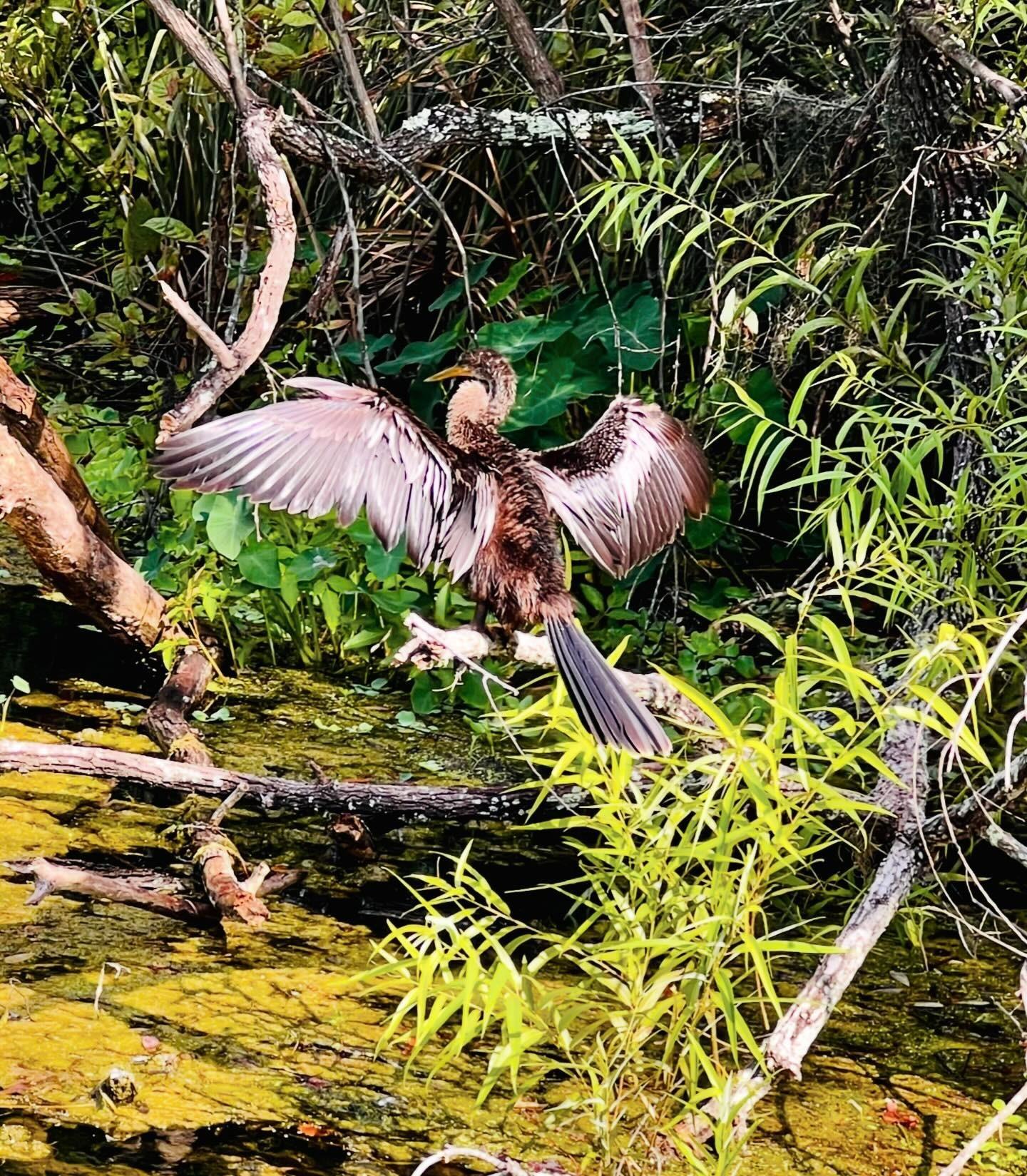 Soaking up the sun along the Weeki Wachee River ☀️ Nothing beats the serenity of nature's beauty. 🌿💦✨⁠
⁠
📸: ⁠@hotspotsandhomes⁠
⁠
.⁠
⁠
.⁠
⁠
.⁠
⁠
#WeekiWachee #RiverLife #NatureLovers #SunnyDays #SereneBeauty #ExploreFlorida #Anhinga #SunshineState #PeacefulVibes #FloridaTravel #Wanderlust