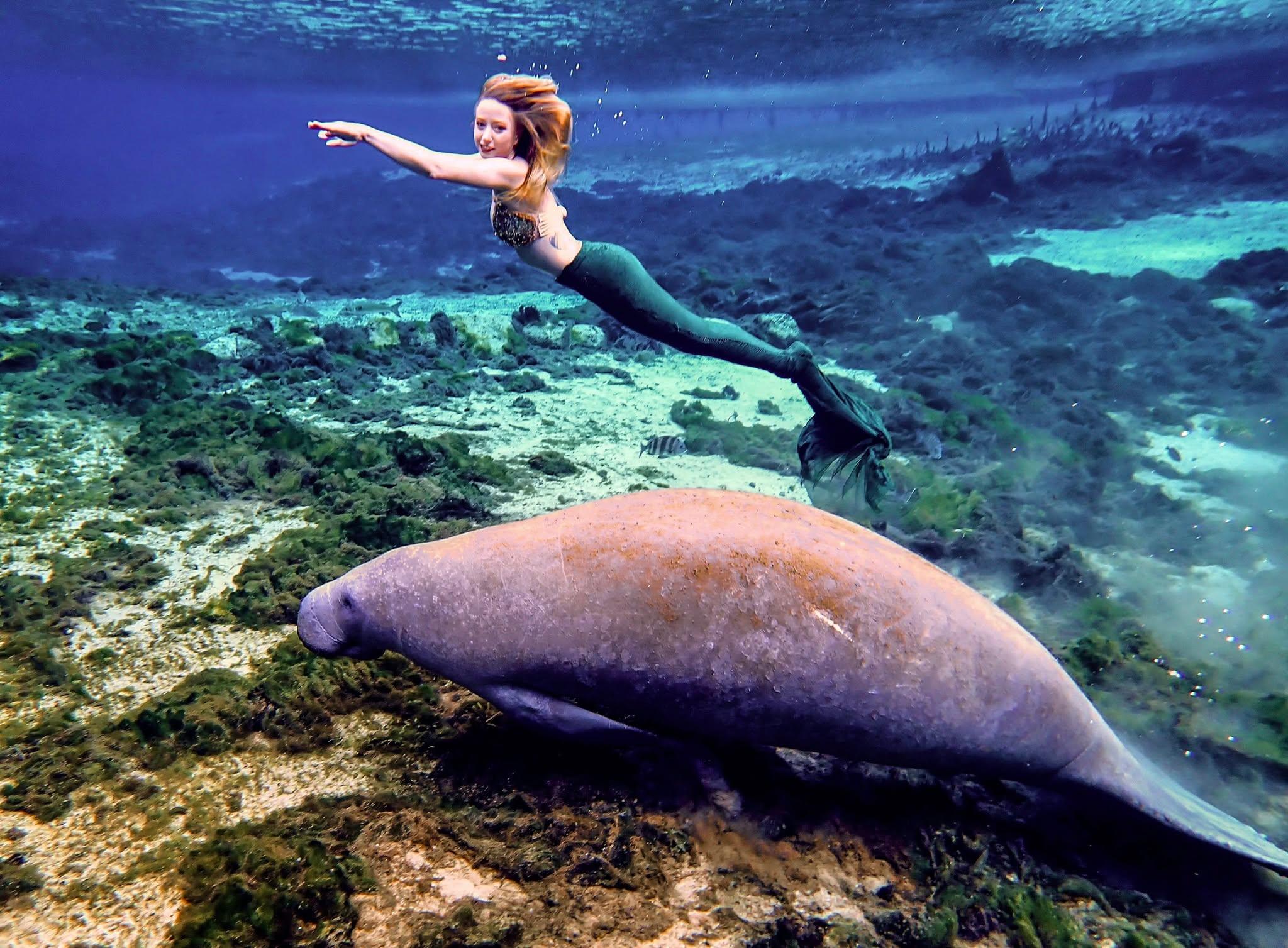 Manatees are more than seagrass munching marine mammals - they're are iconic, beloved symbols of natural Florida!

Some Other Little-Known Facts About The Marvelous Manatee Include:
 
🌊They have a typical lifespan of 40 to 60 years in the wild.

🌊Manatee mothers typically have one calf every two to five years, with the calf nursing from under Mom’s flipper for two years.

🌊Air-breathing mammals, manatees typically poke their nose up for air every few minutes. But if they are resting, they can remain under water for up to 15 minutes.

#ManateeAppreciationDay #WeekiWachee #LoveFL #FLAdventureCoast #Manatee #Mermaid