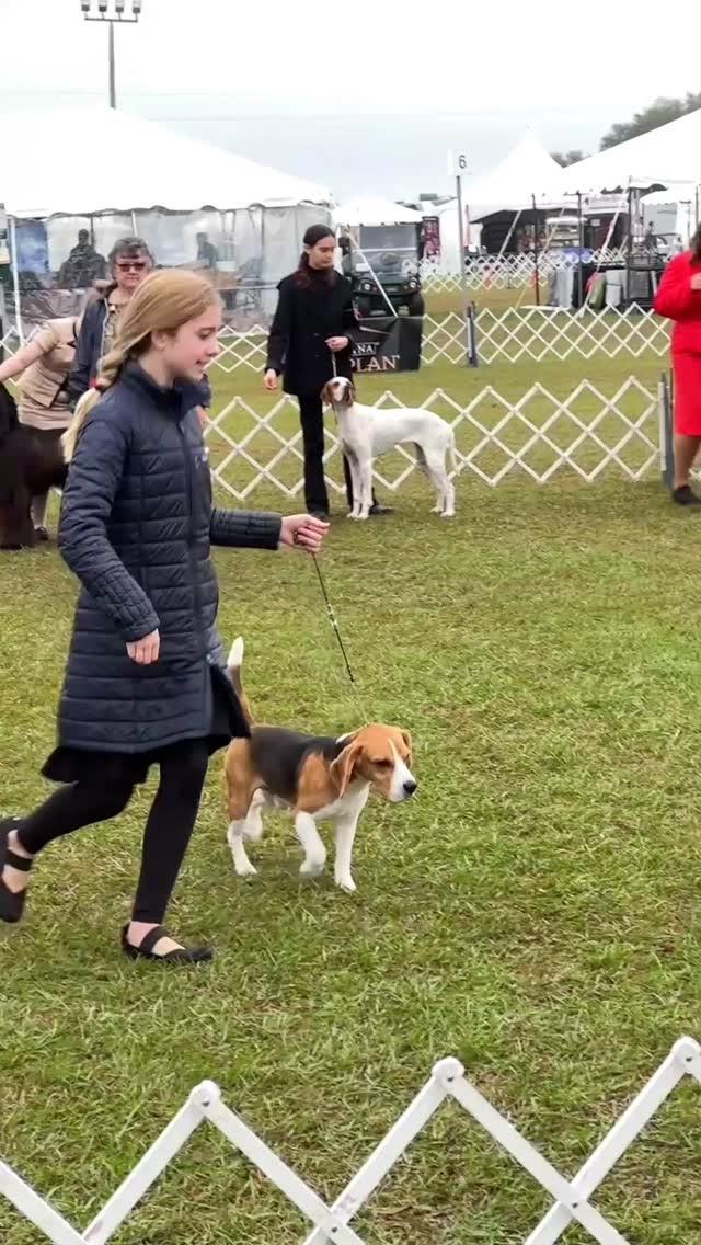 The Florida Gulf Coast Clusters AKC Dog Show is a treat for pups and dog-owners alike!! 🐕🐾 Enjoy specialty shows throughout the week with over 250 dog breeds, plus lure coursing, food and pet supplies vendors.

When: January 9-13 and 15-19, 2025
Where: Florida Classic Park, 5360 Lockhart Road, Brooksville, FL

More Info:.floridaclassicpark.com/cluster-shows.html

#FLAdventureCoast #Florida #akc #dogshow #brooksvilleflorida #brooksville #HernandoCounty #tampabay #weekiwachee #naturecoast
