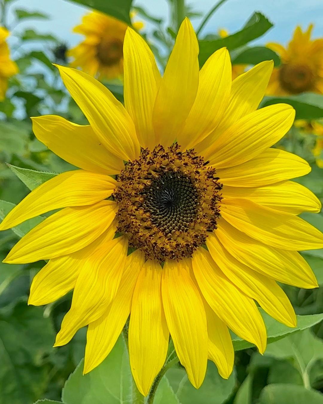 🌻 Get ready… It’s gonna be May! 🌻

This weekend marks the start of sunflower maze season at Sweetfields Farm and HarvestMoon Fun Farm! Bring the whole family and wander through fields of golden blooms, snap some sunny selfies, and enjoy good old-fashioned fun on the farm.

Plan your visit now—This activity is popular, but it only lasts for one month!
