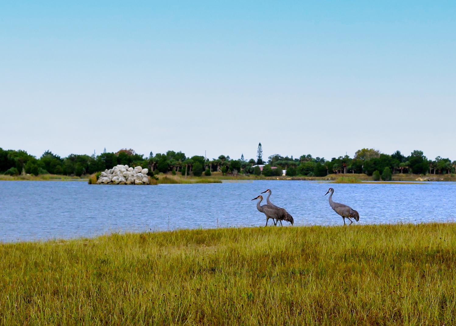 Happy #NationalFloridaDay! 🍊🌴🌊

Today we're celebrating with some fun facts about #FLAdventureCoast! ☀️🌴 Let's see how many you know: 

📍 Hernando County: Our county was named after Spanish explorer Hernando de Soto, who landed on Florida’s west coast in 1539.

🍃 Annual Sandhill Crane Migration: This area sees flocks of majestic sandhill cranes during their seasonal migration, as well as some that live here year-round.

🧜‍♀️ First-Magnitude Spring: Weeki Wachee Spring is one of the deepest springs in the United States, plunging over 400 feet and still being explored by divers today.

🌸 Brooksville Bellflower: The official city flower of Brooksville, FL, this inconspicuous flower with purple petals is federally listed and found solely in our area.

👻 Florida's Most Haunted: Looking over the town of Brooksville, the historic May-Stringer House is said to be one of the most haunted homes in the state.

#Florida #floridaday #lovefl #weekiwachee #brooksville #hernandocounty