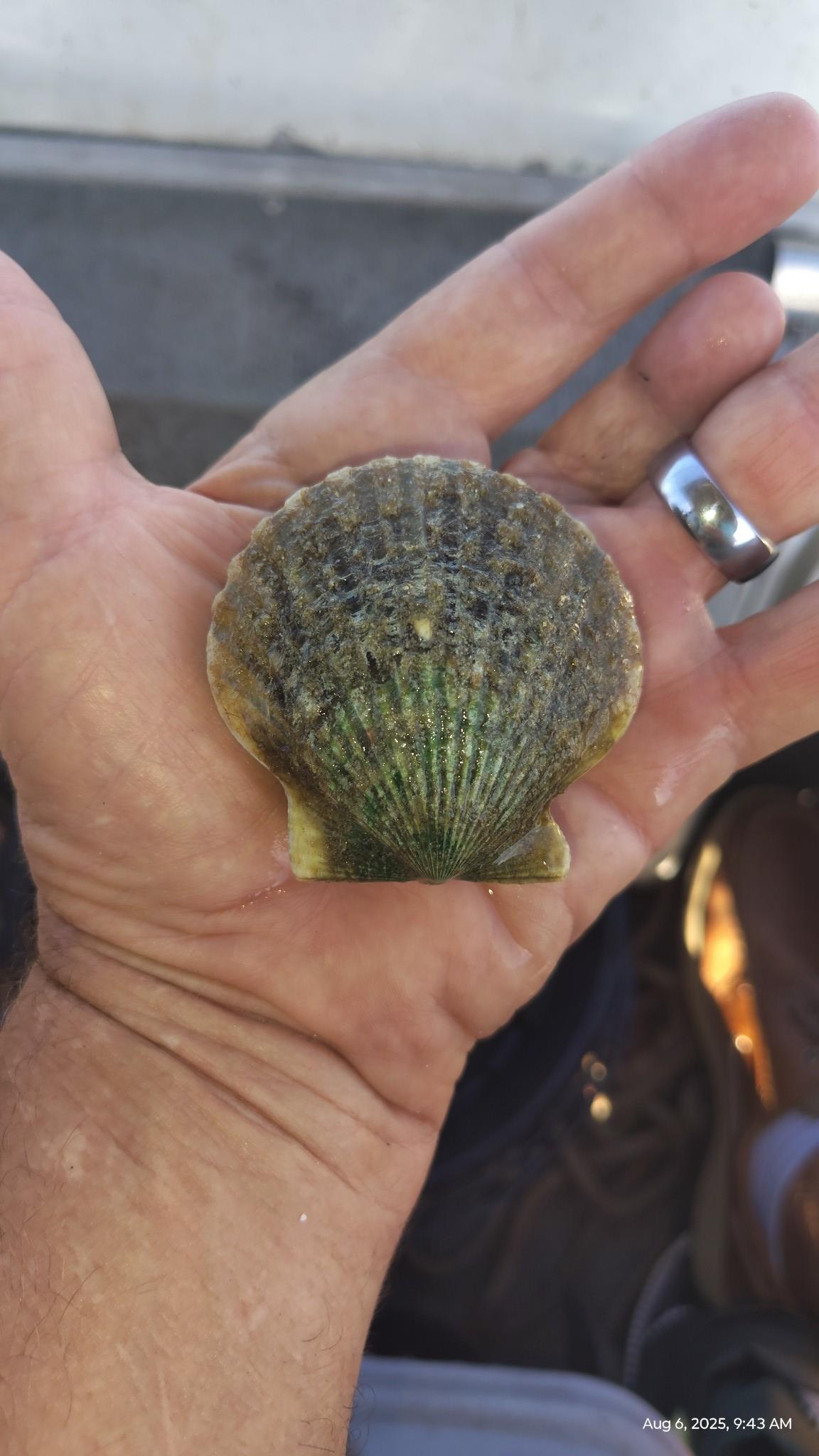 Scallops are pretty good size too!