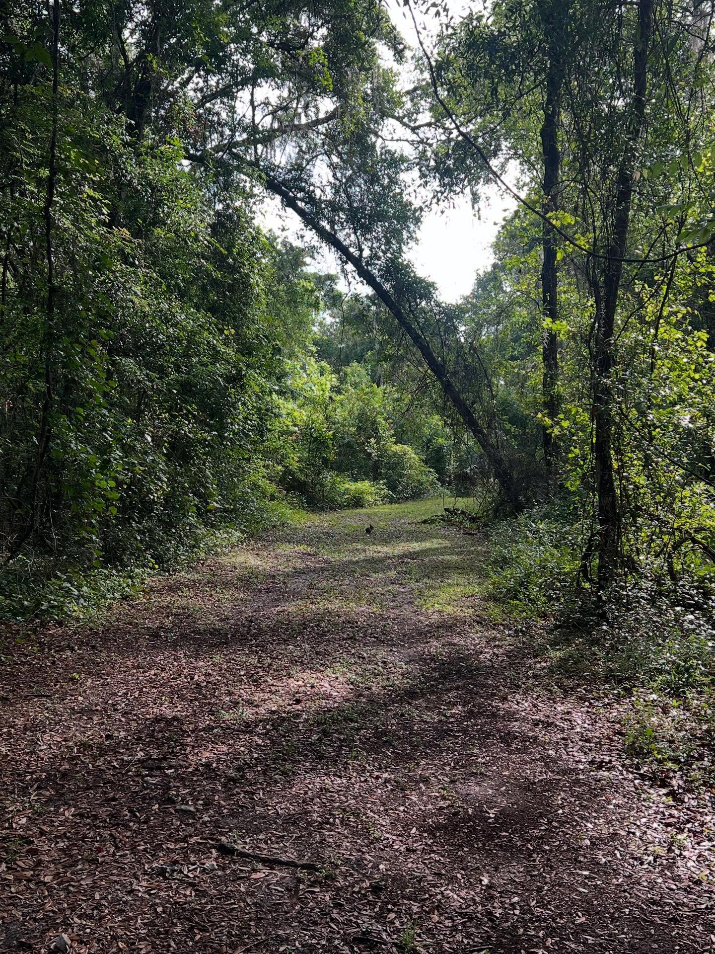On one of our many beautiful hiking trails at Lake Townsen Preserve, and if you look closely in the middle the image you can spot one of the many furry friends that call our preserve home!