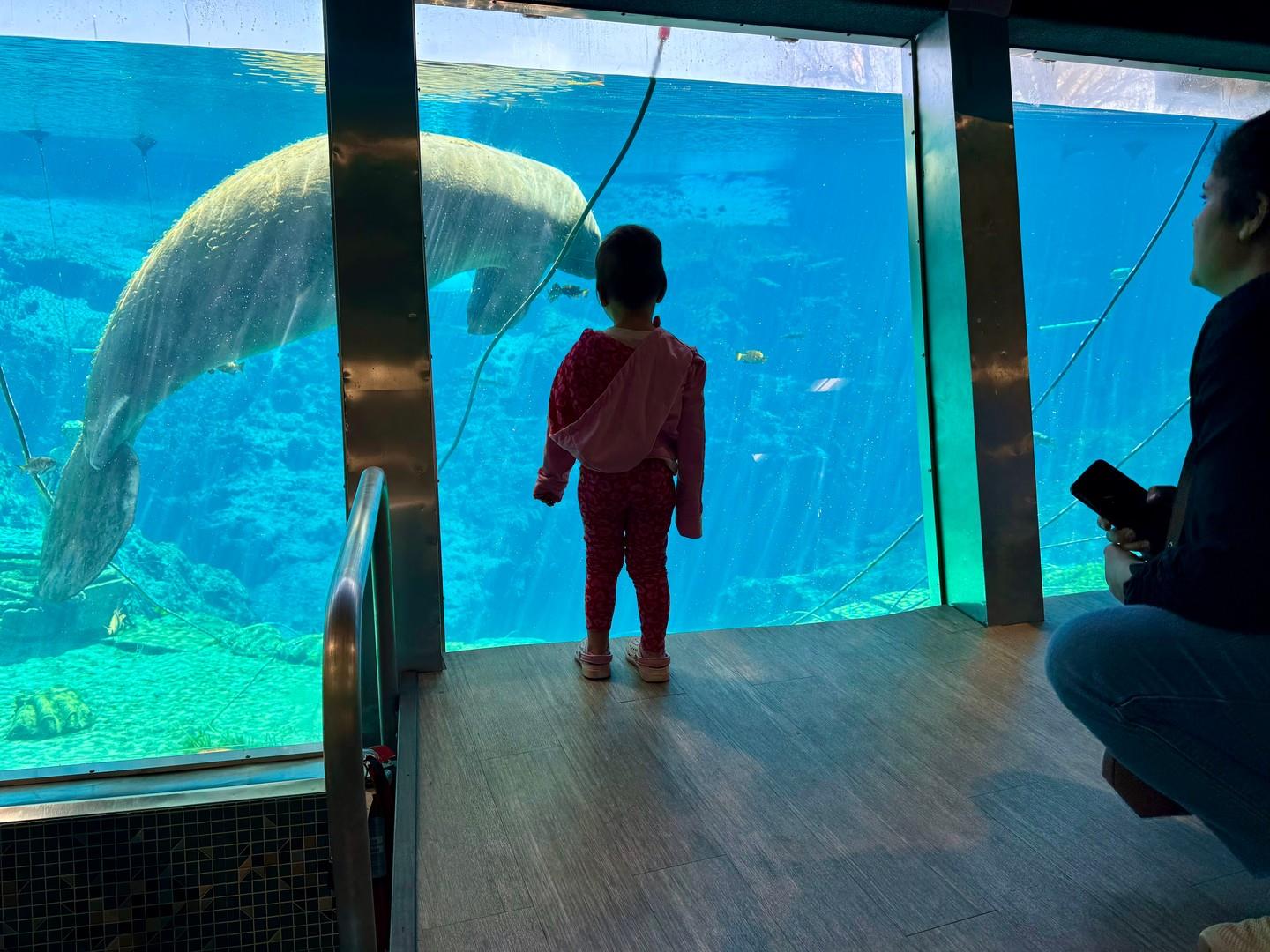 When chilly weather kept the mermaids out of the water earlier this week, Weeki Wachee Springs State Park turned the spotlight on an engaging Q&A with the talented staff—until a curious manatee completely stole the show!

#FLAdventureCoast #WeekiWachee #Manatee #LoveFL #FLnature