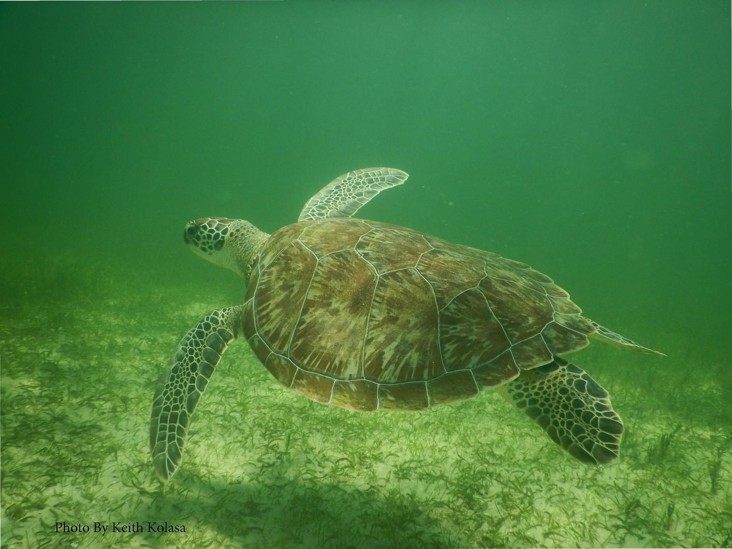 DYK Florida's Adventure Coast has a number of artificial reefs?⁠
⁠
Thanks to its unique Gulf of Mexico underwater landscape, Florida’s Adventure Coast is prime artificial reef territory. Mainly seagrass interspersed with rocky bottoms and occasional holes, there are few artificial reefs, including “The Tanks,” home to ten US Army M-60 tanks, and three shallow snorkeling reefs.⁠
⁠
These aquatic habitats attract many fish species, as well as this green sea turtle! ⁠
⁠
.⁠
⁠
.⁠
⁠
.⁠
⁠
#HappyWorldOceansDay #FLAdventureCoast #Florida #WorldOceansDay #WeekiWachee #HernandoBeach #CentralFlorida #SeaTurtle #WildFlorida #GulfofMexico #LoveFL