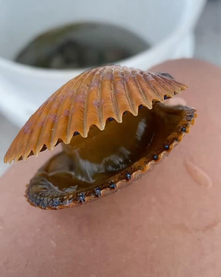 Scallop season is right around the corner!! Our captains have been doing some scouting and finding some future monsters, we’d love to have you out this season! To book shoot us a call at (352) 361 0731