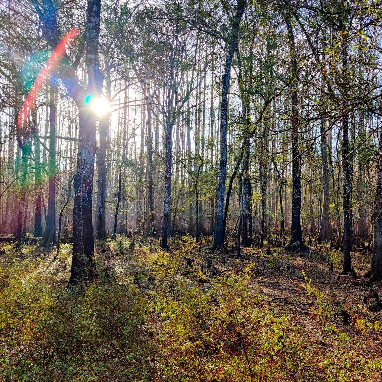 🌿 Escape into nature at Cypress Lakes Preserve this Spring! Its scenic boardwalk and towering trees make it the perfect hiking destination. Tag a friend to hike with! 🥾✨ #FLAdventureCoast

#Florida #hikingtrail #brooksville #cypress #trail #lovefl #flordatravel