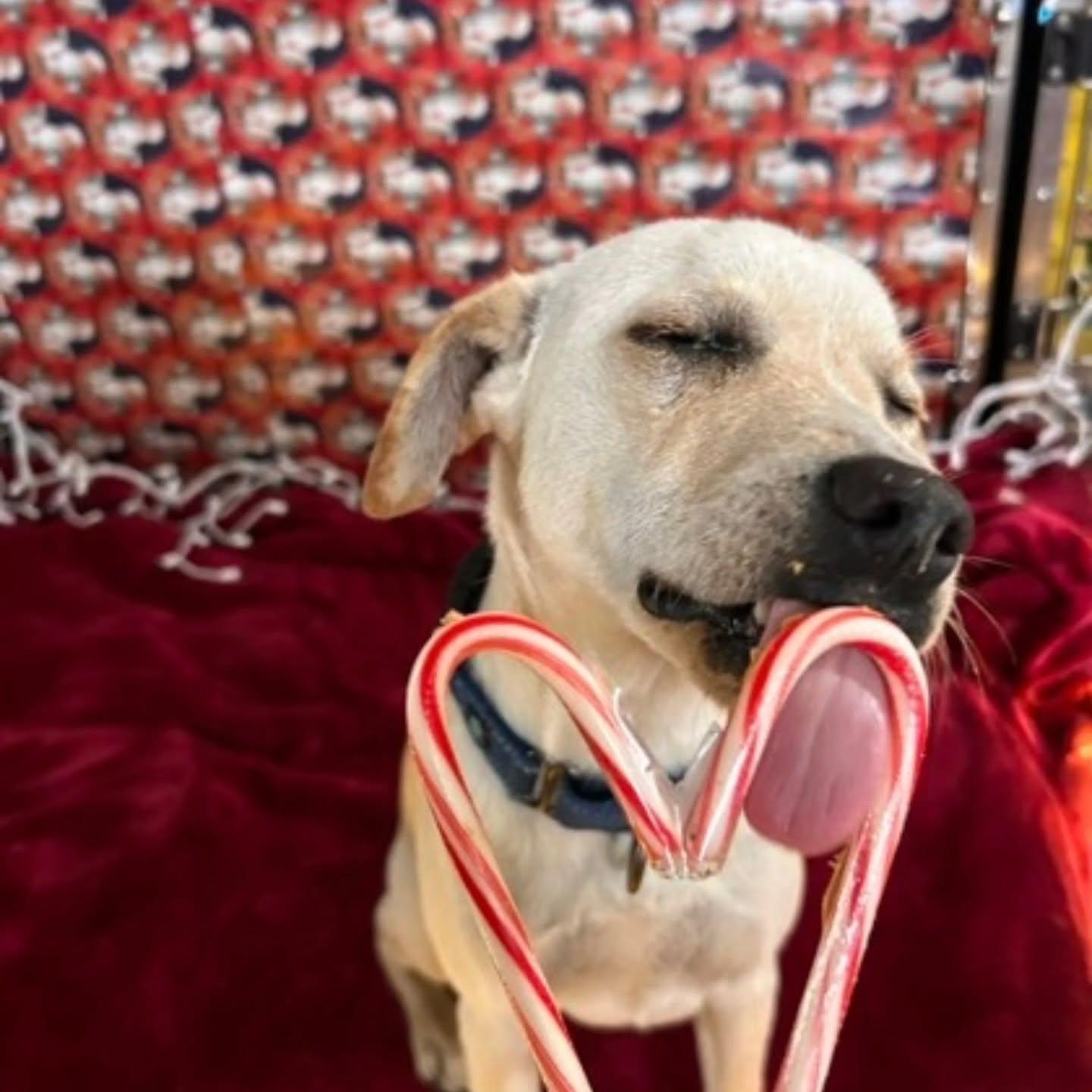 We're kicking off the holidays by supporting one of our favorite local causes, humanerescuenc , TODAY from 12-3 pm!
.

What can you expect?

🐶 Adoptable dogs - Blueberry Blu, Poppy Smol Dog, & Princess Lexie will all be here and available to adopt

🎁 Dog & Cat Wishlist Tree - pick a seashell tag for an item to donate to the humane society

🥳 Raffles, great company, and good beer

.

Gather your crew (pets included) and celebrate the season while making a HUGE difference in the lives of local shelter pets. It’s going to be a paw-some time! 🍻