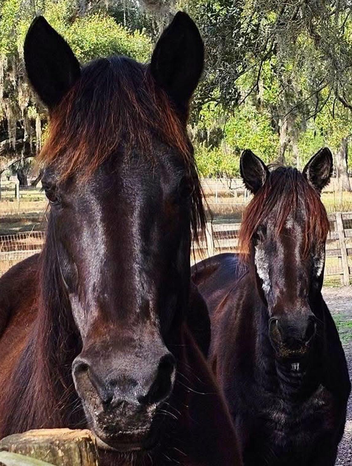 🐎 camera photo dump