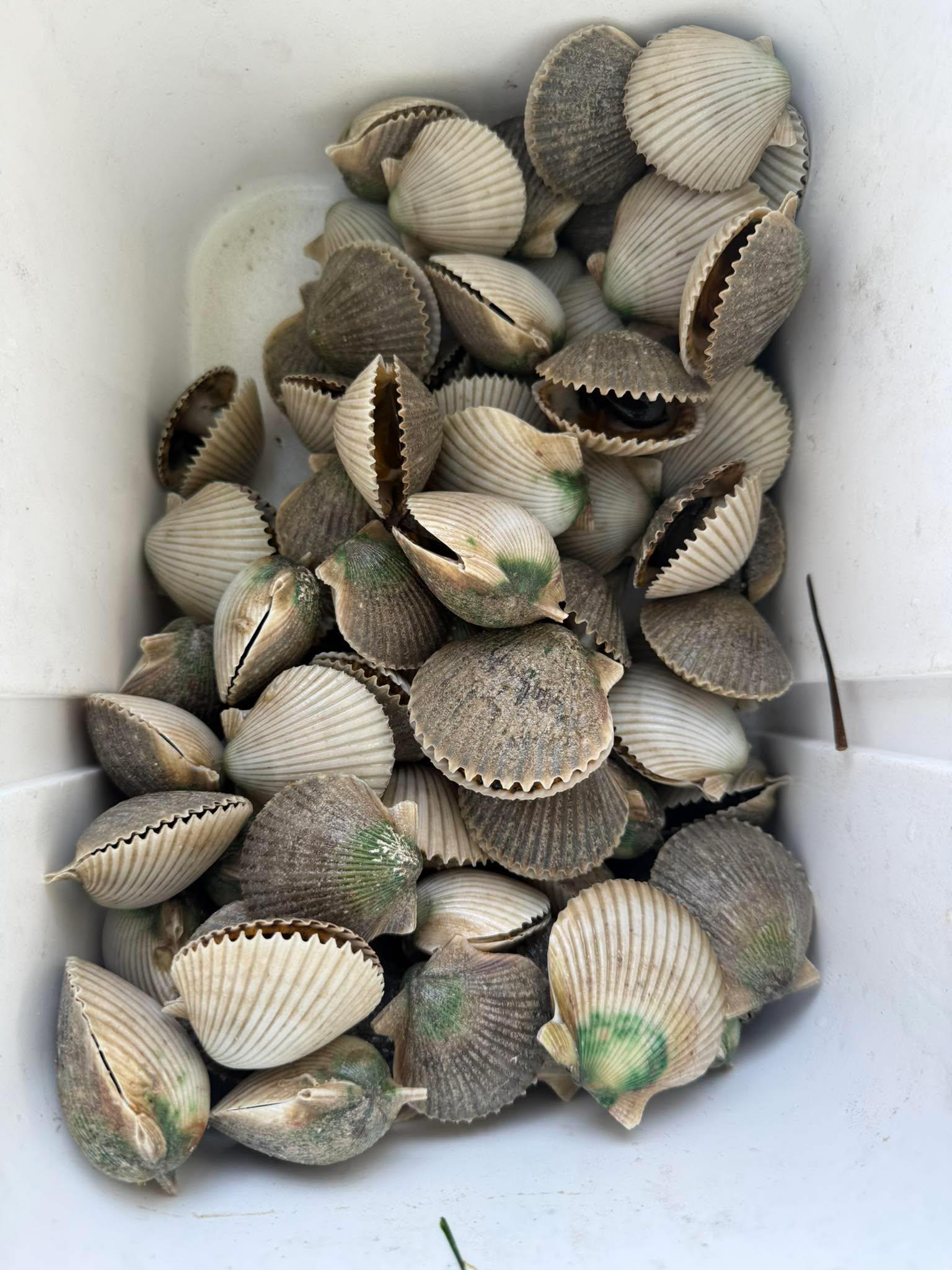 I got 13 scallops! Paul got the rest! #scallops #scalloping #hernandobeach #righttides