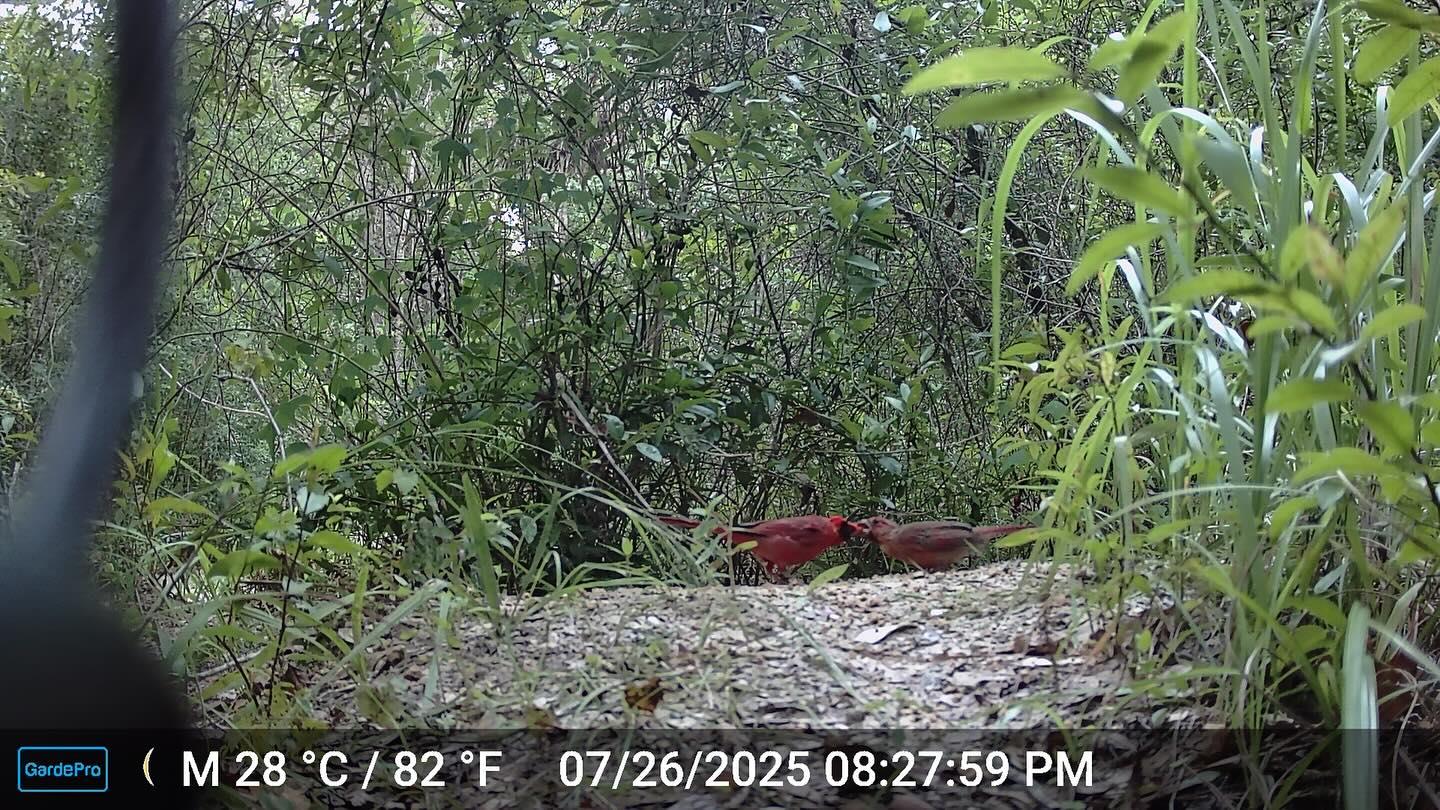 This was captured the other day on a trail camera at Fickett Hammock preserve. 2 cardinals fighting over a meal! The cardinal on the left is a male and the one on the right is a female. The most notable difference is in color, the males are a bright red, whereas the females are more of a tan /light brown with hints of red.
