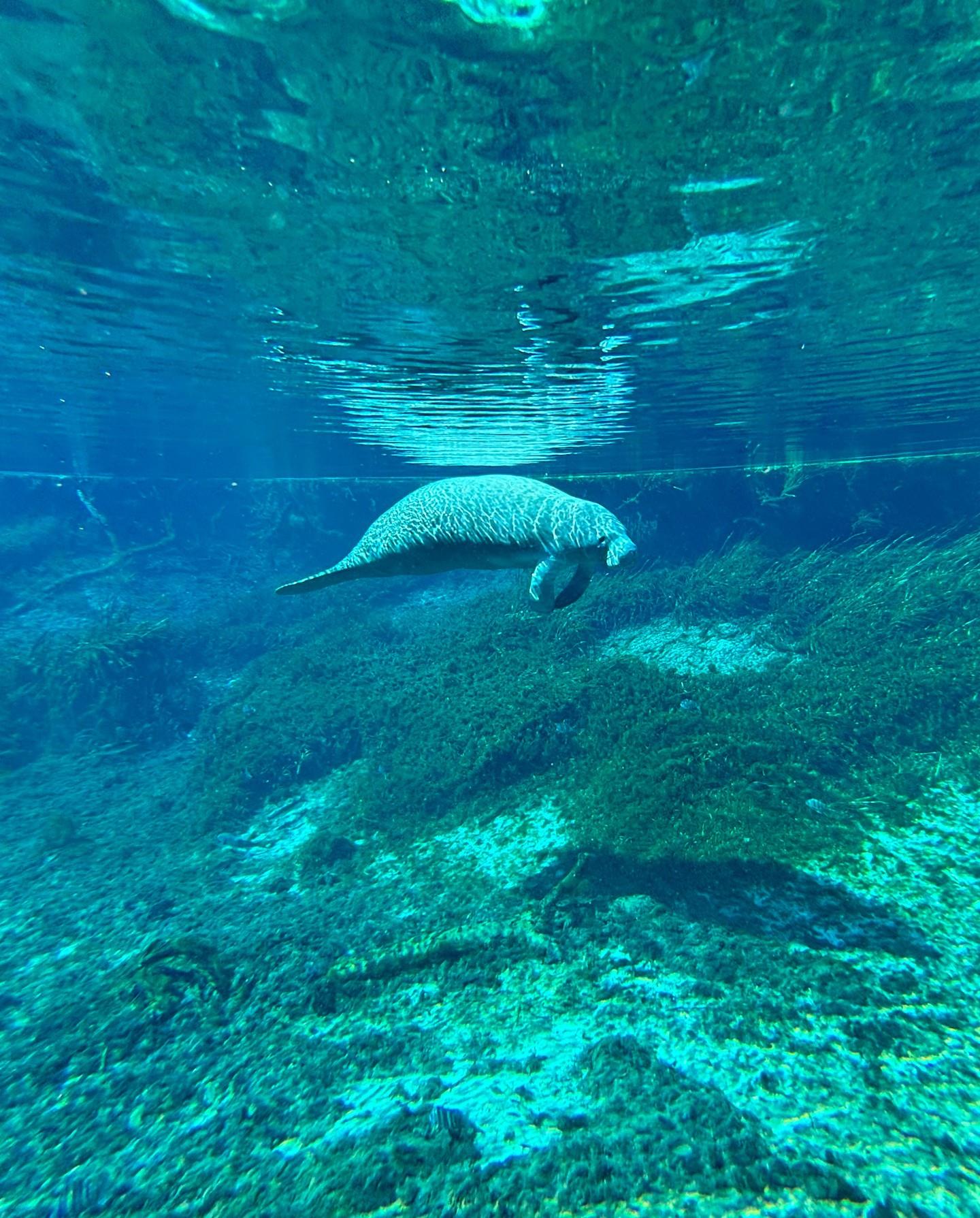 Spotted: A gentle giant gliding through the springs 💙