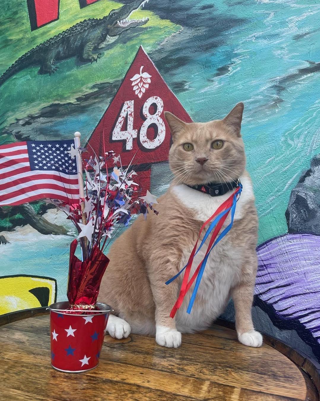 Apparently, today is National Ginger Cat Appreciation Day (shout out to Tracy for letting us know). So of course we have to give a special shout out to our boy Willie who is most definitely our MVP as he provides much needed emotional support and extra Ginger cat hair to all of us! We love you Willie!