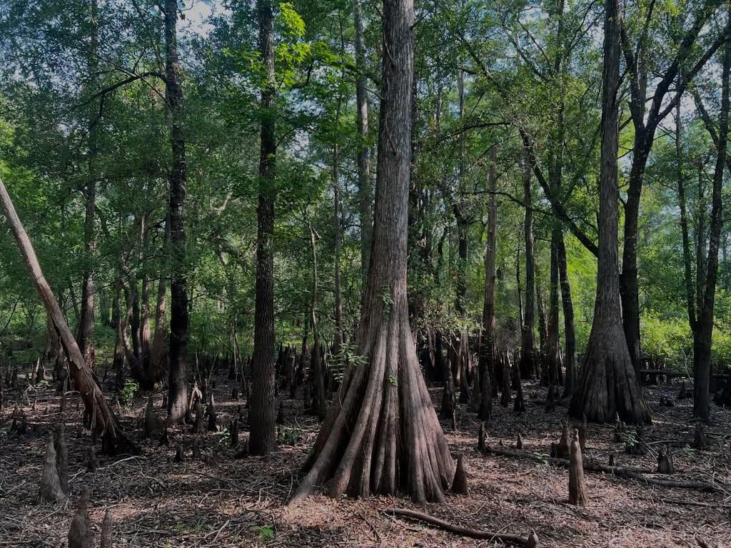 Some Cypress trees at Cypress Lake Preserve… its namesake!