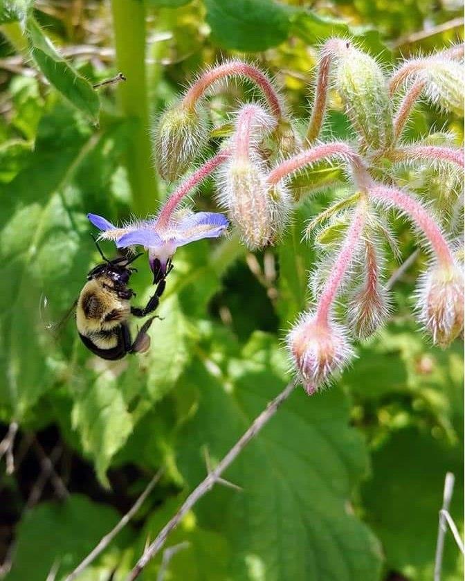 Mark your calendar for this year’s Bee Conscious, Honey Bee Day and Craft Fair! 🐝🌼

This free festival offers educational workshops, local craft vendors, and engaging activities for all ages, dedicated to celebrating and protecting one of our most vital pollinators. ✨

🐝 When: Saturday, August 17th, from 10 am to 2 pm. 
🐝 Where: @wellcomeomcenter, 4242 Lake in the Woods Drive, Spring Hill, FL 34607